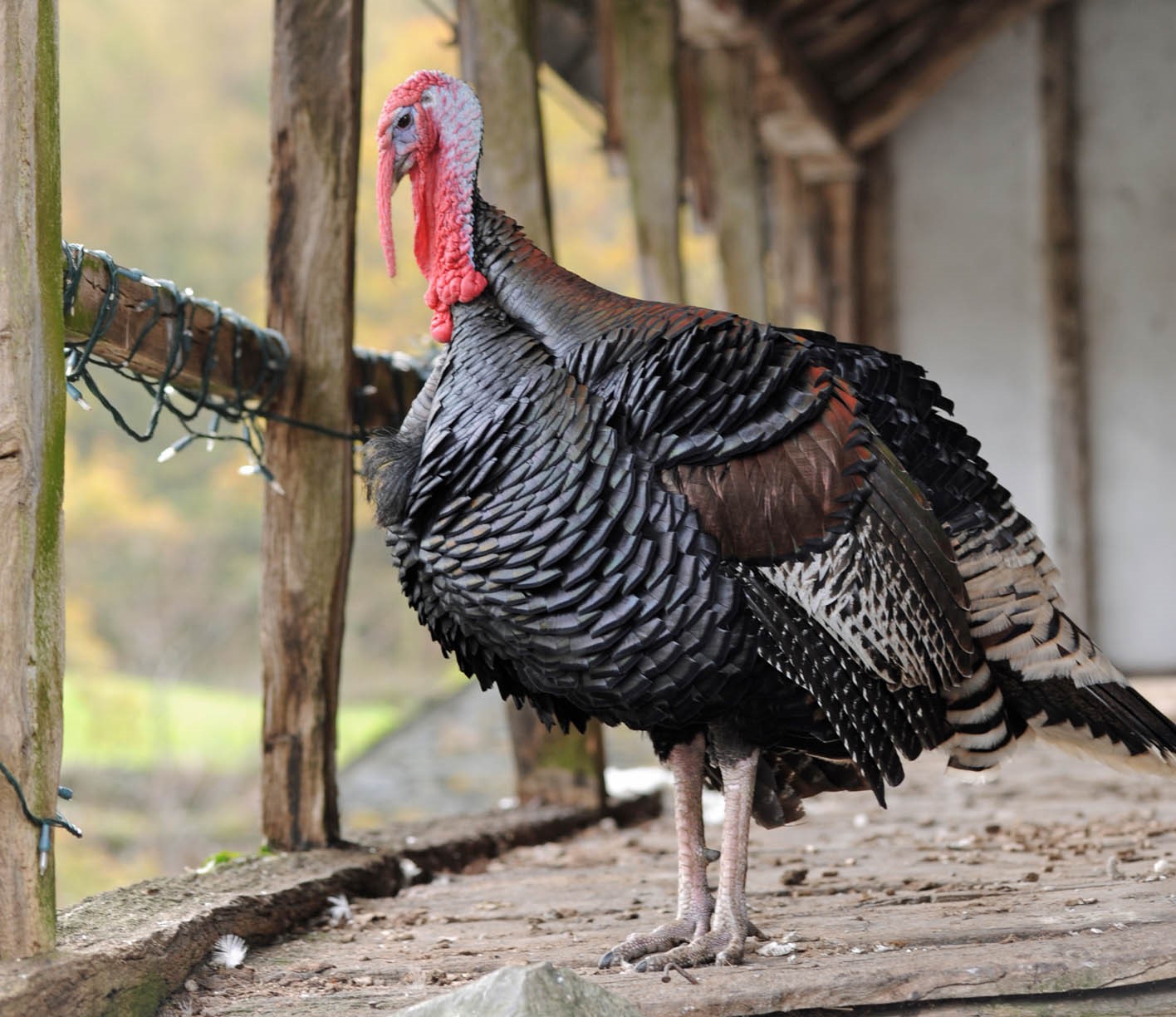 15-bronze-turkey-facts