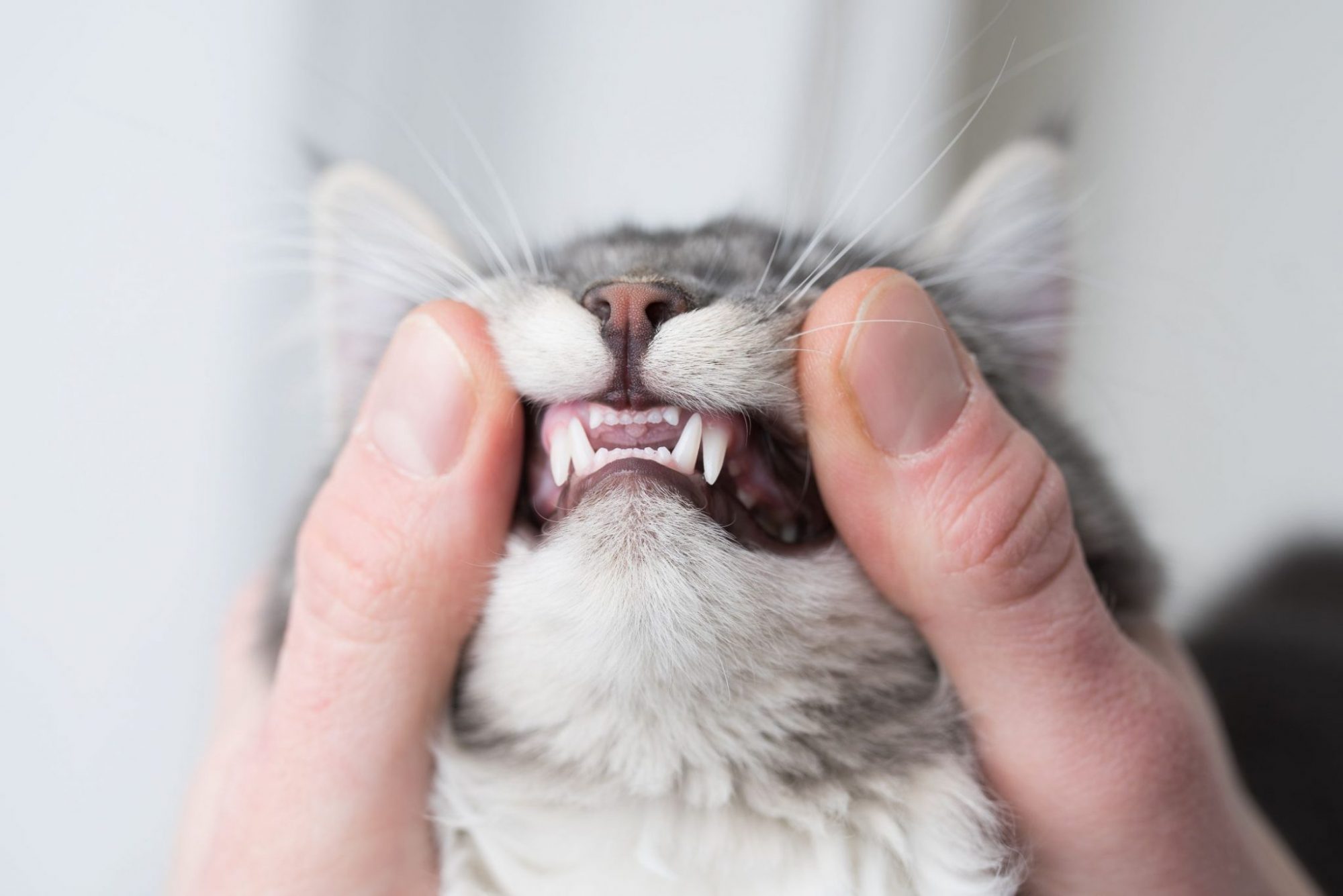 15-cat-teeth-facts