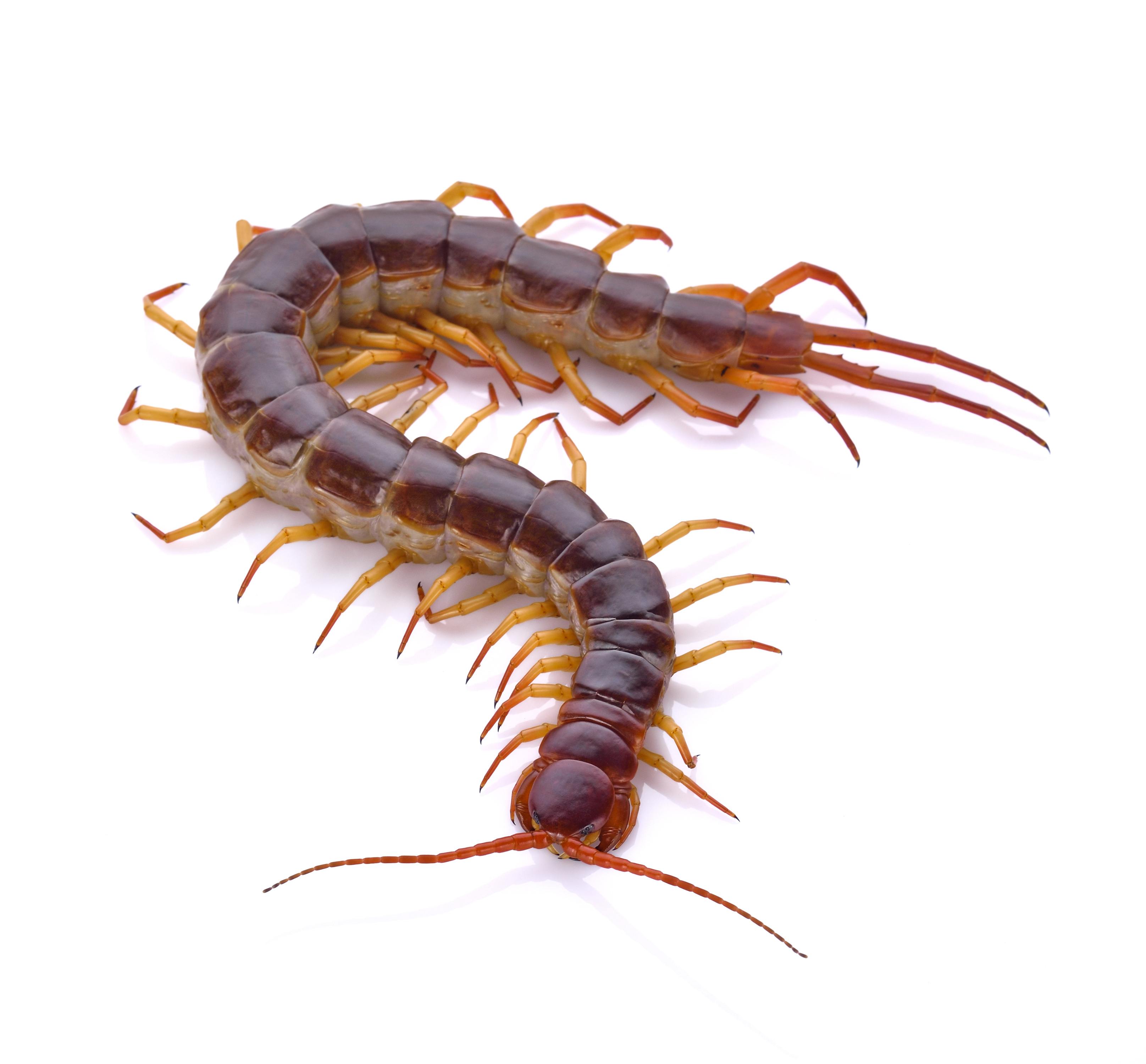 15-centipede-facts-for-kids