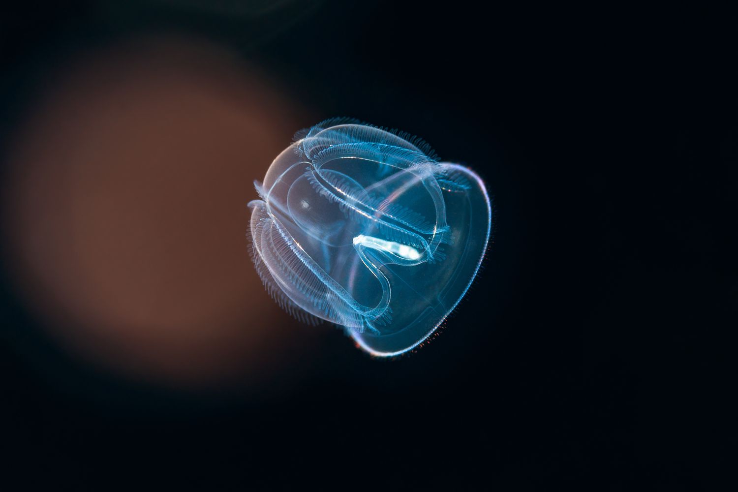 15-comb-jellyfish-facts