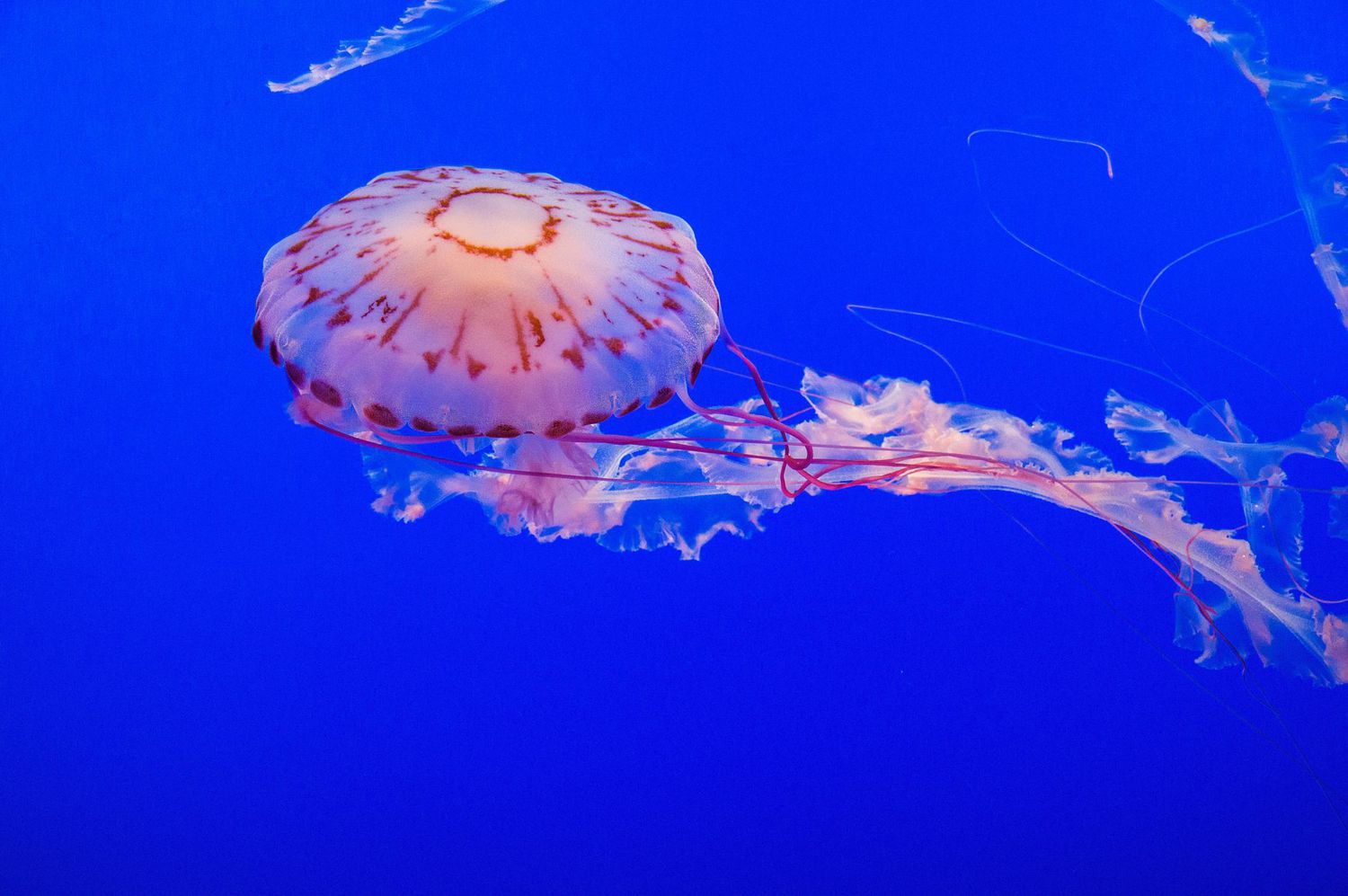 15-cool-facts-about-cnidarians