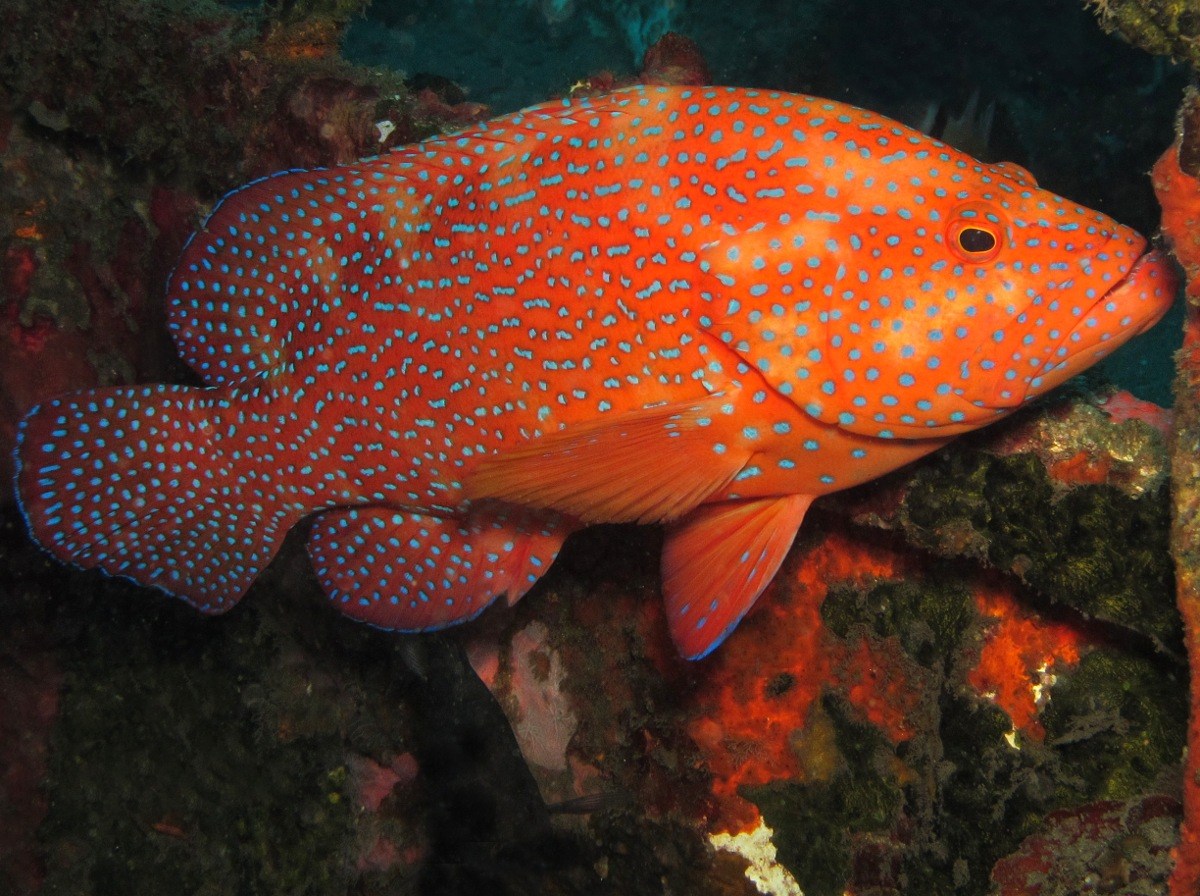 15-coral-grouper-facts
