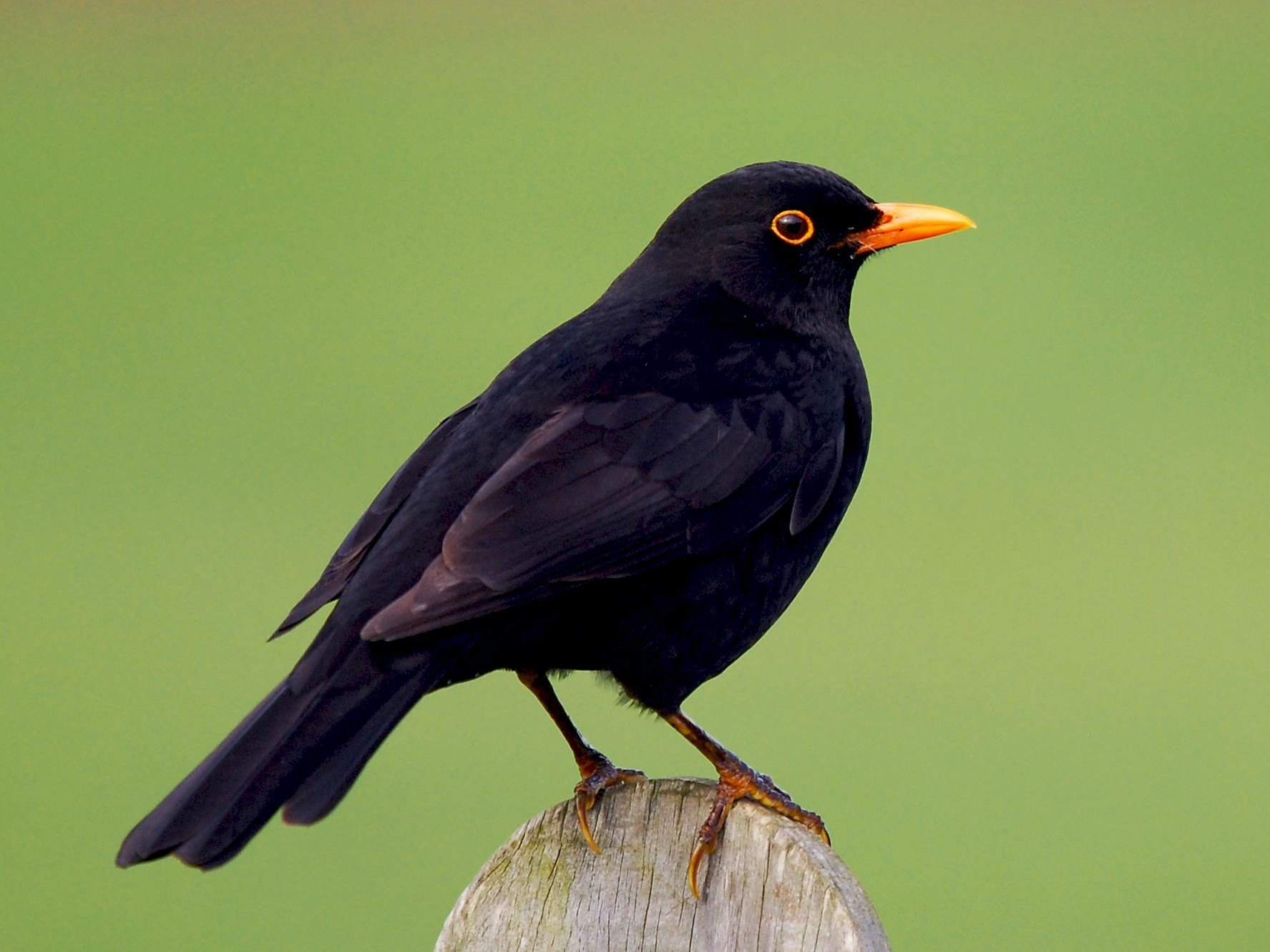 15-facts-about-blackbirds
