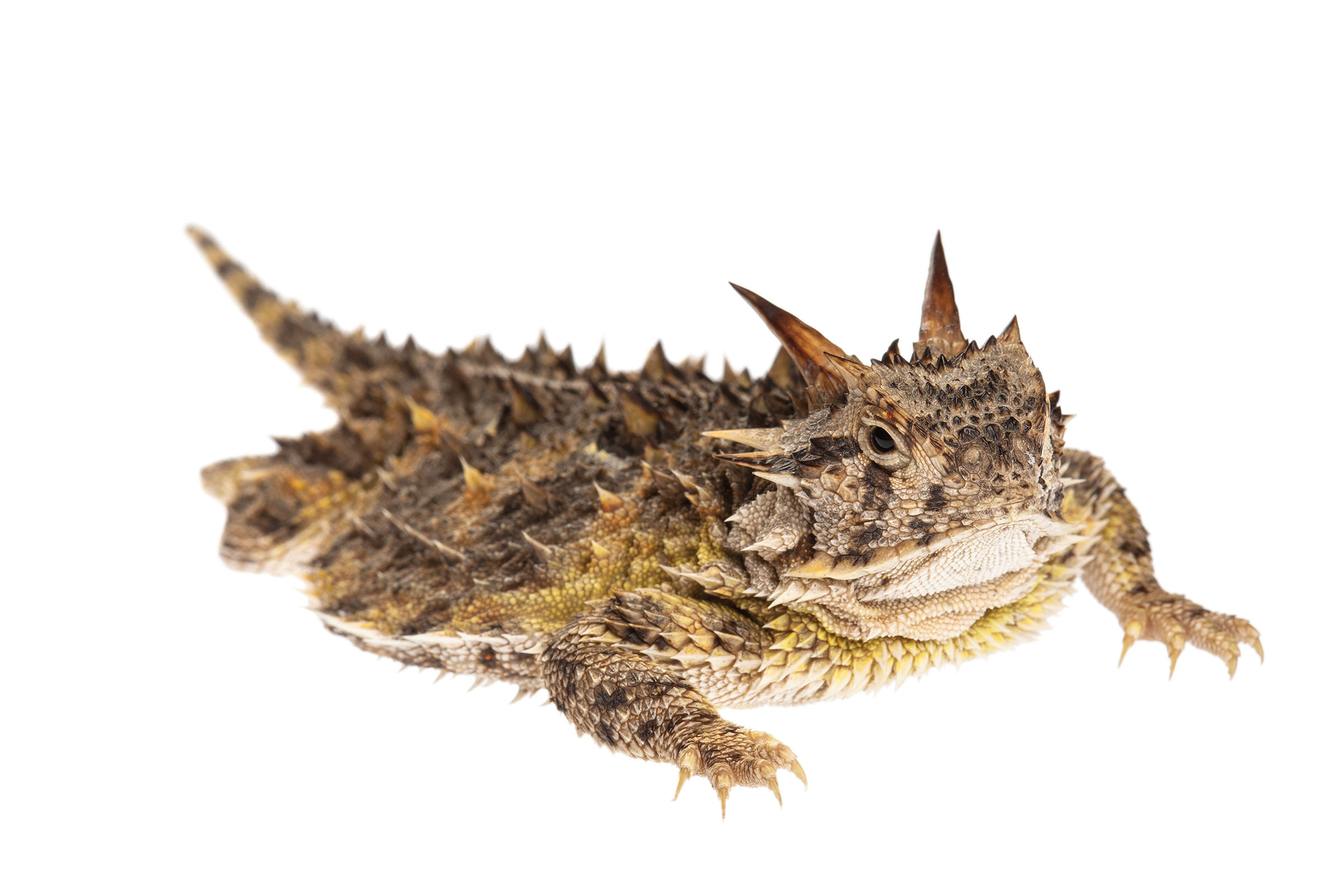15-facts-about-horned-lizards