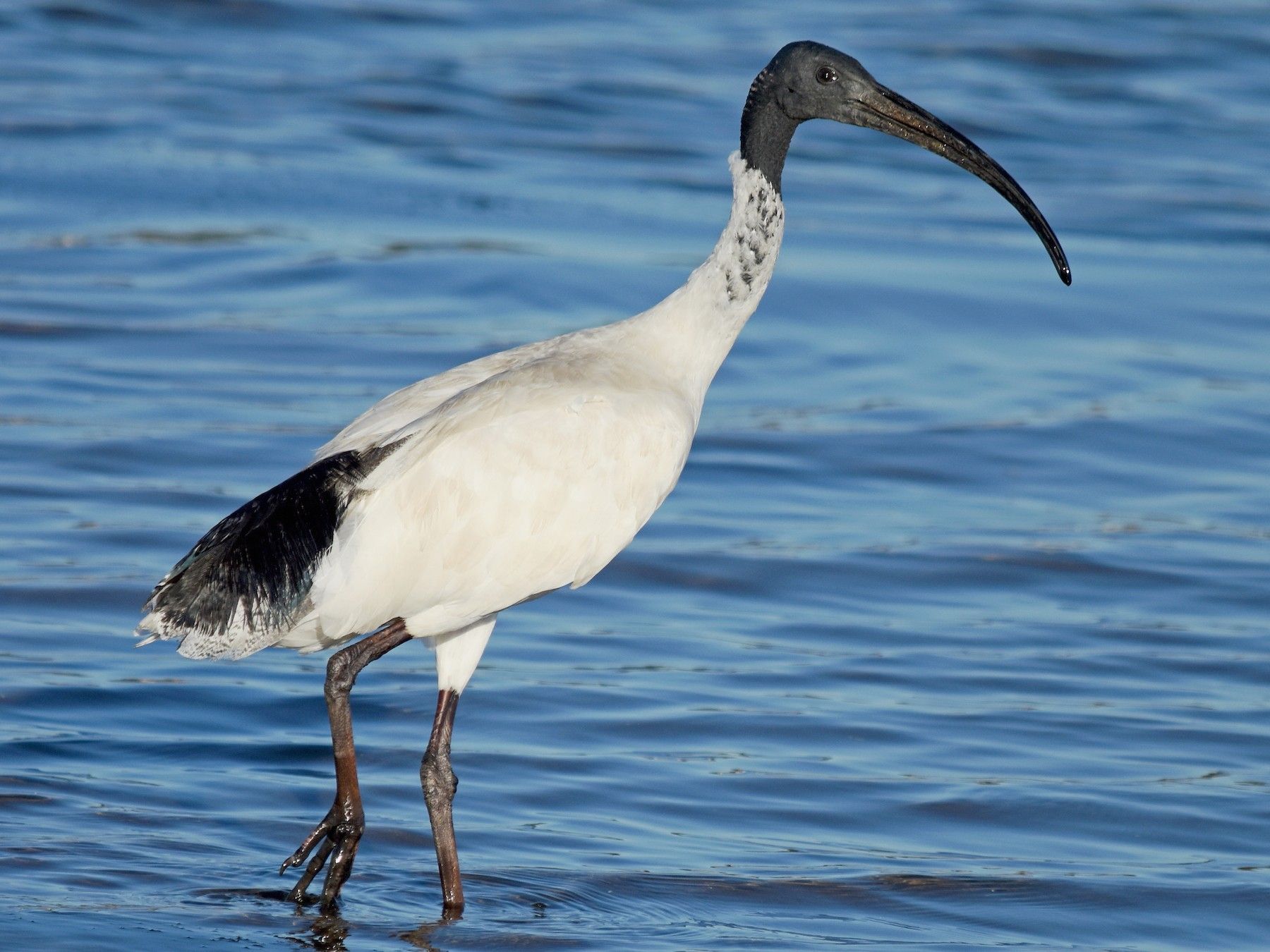 15-facts-about-ibis