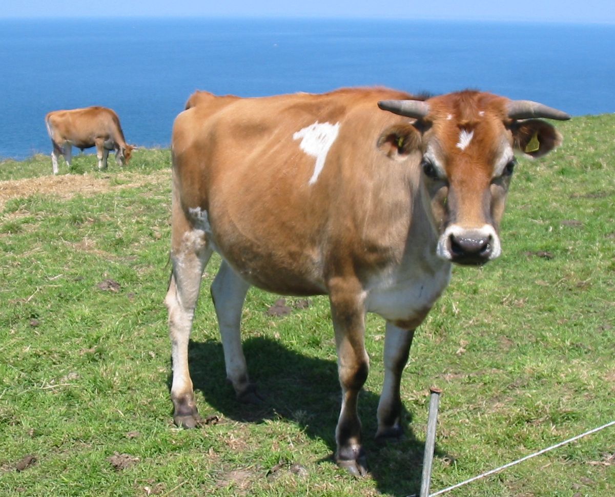 15-facts-about-jersey-cows
