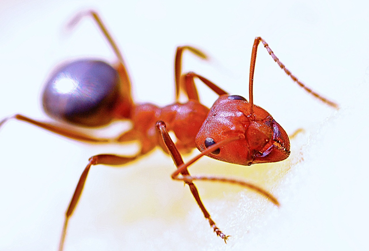 15-facts-about-red-ants