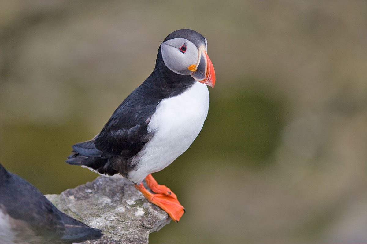 15-facts-about-seabirds