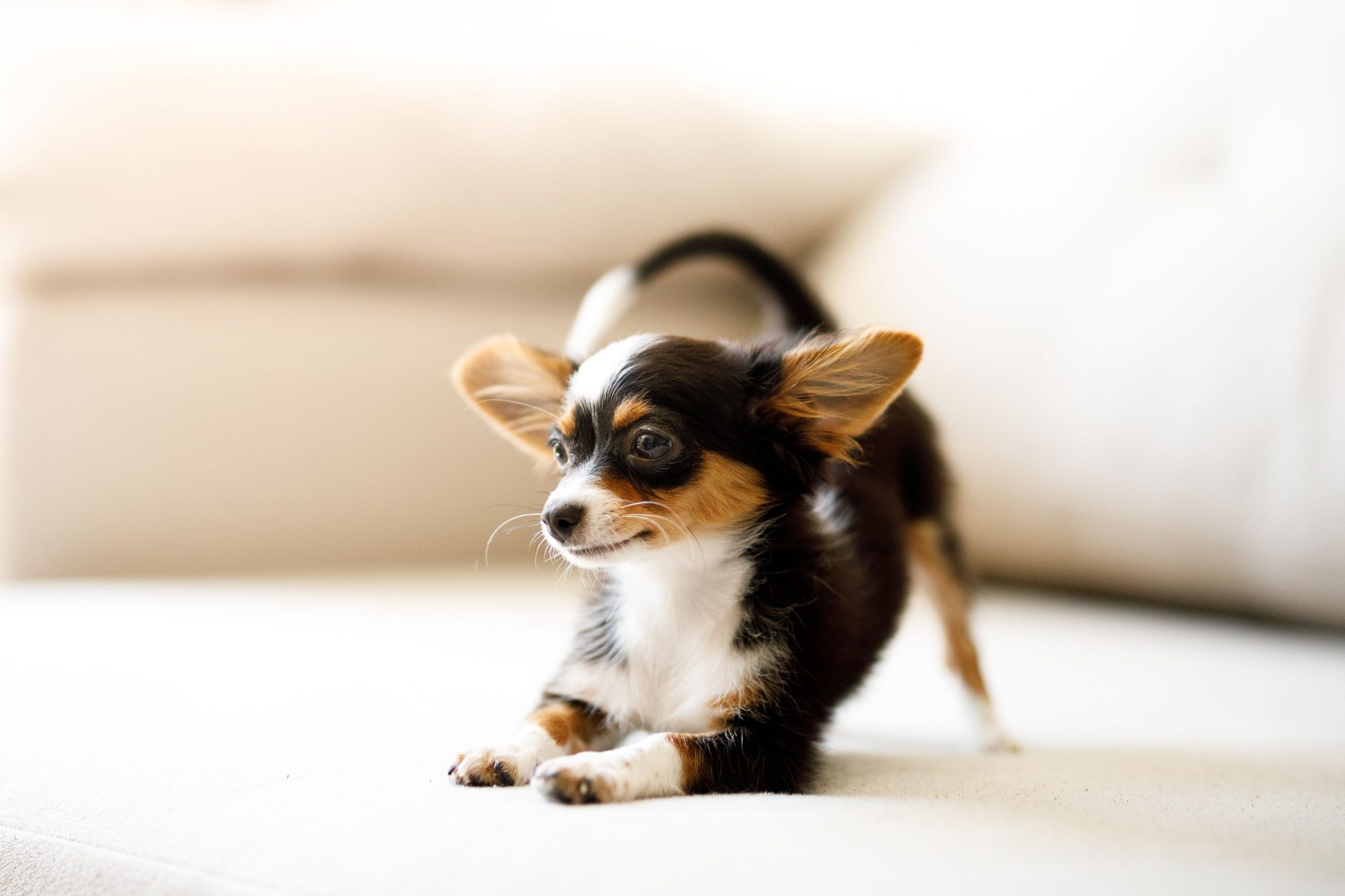15-facts-about-small-dogs
