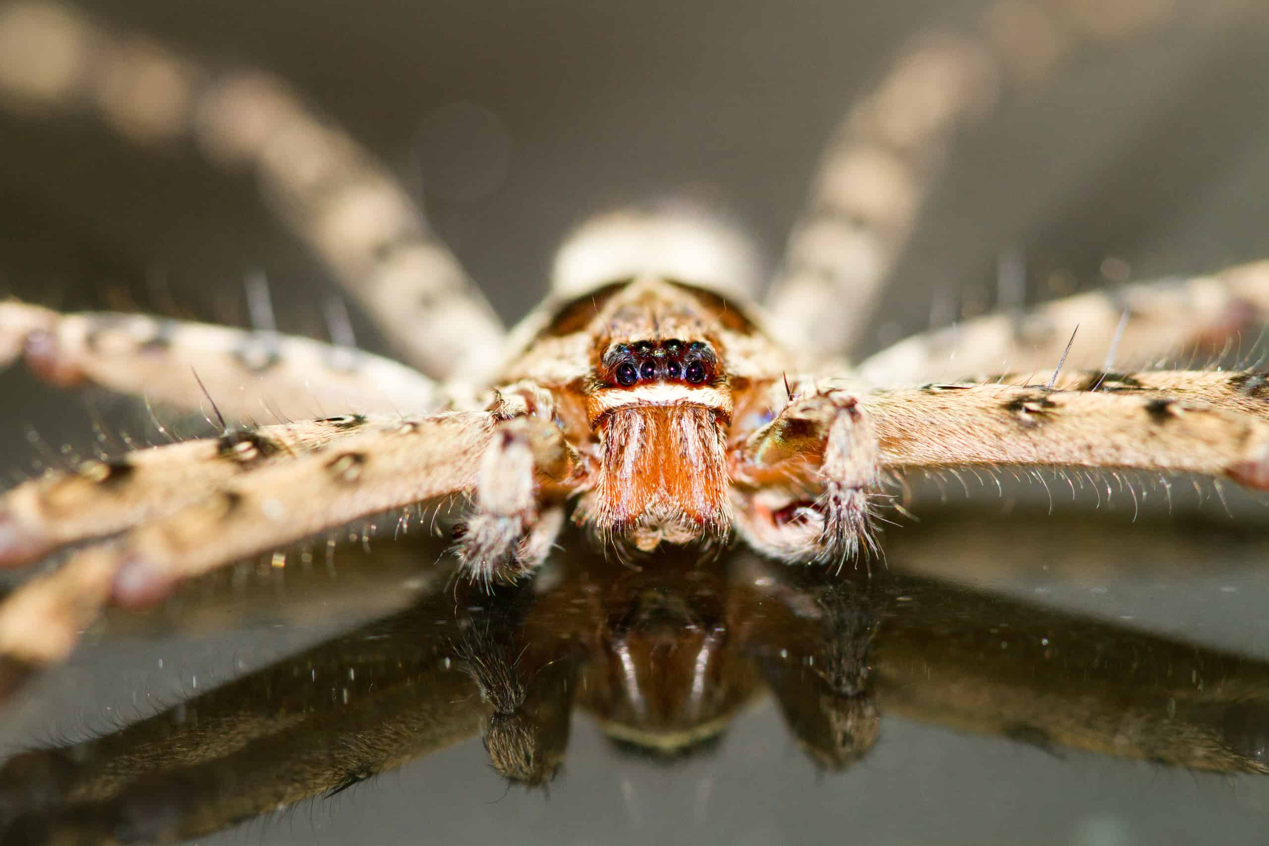 15-facts-about-the-hawaiian-cane-spider