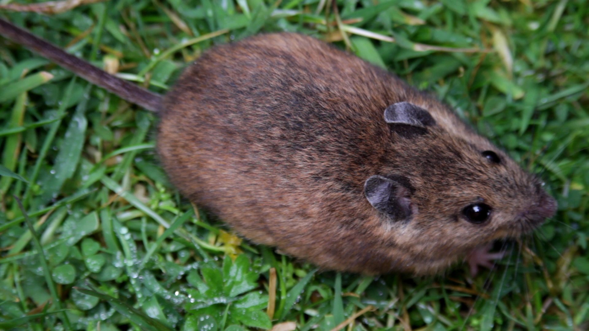 15-field-mouse-facts