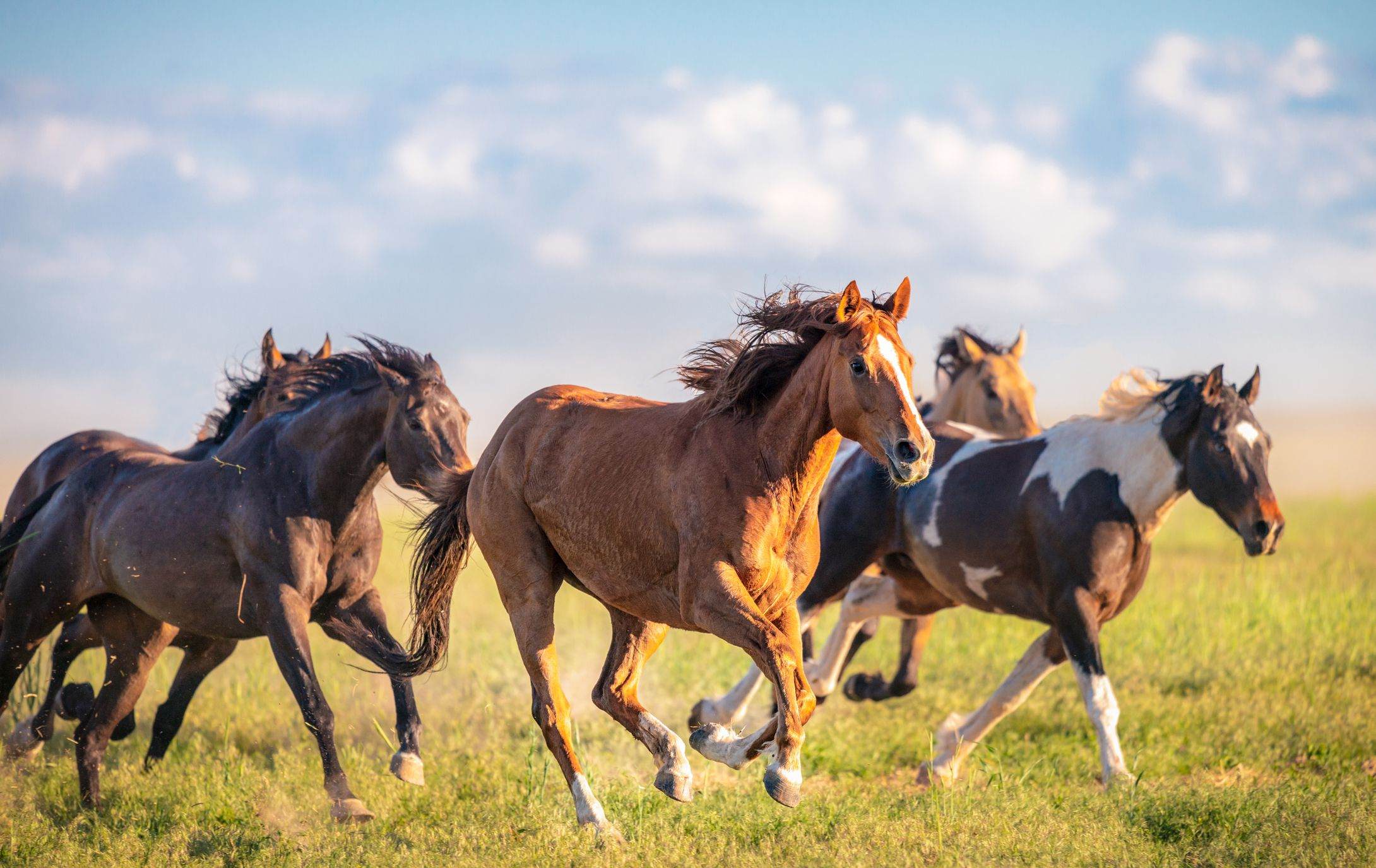 15-fun-facts-about-mustang-horses