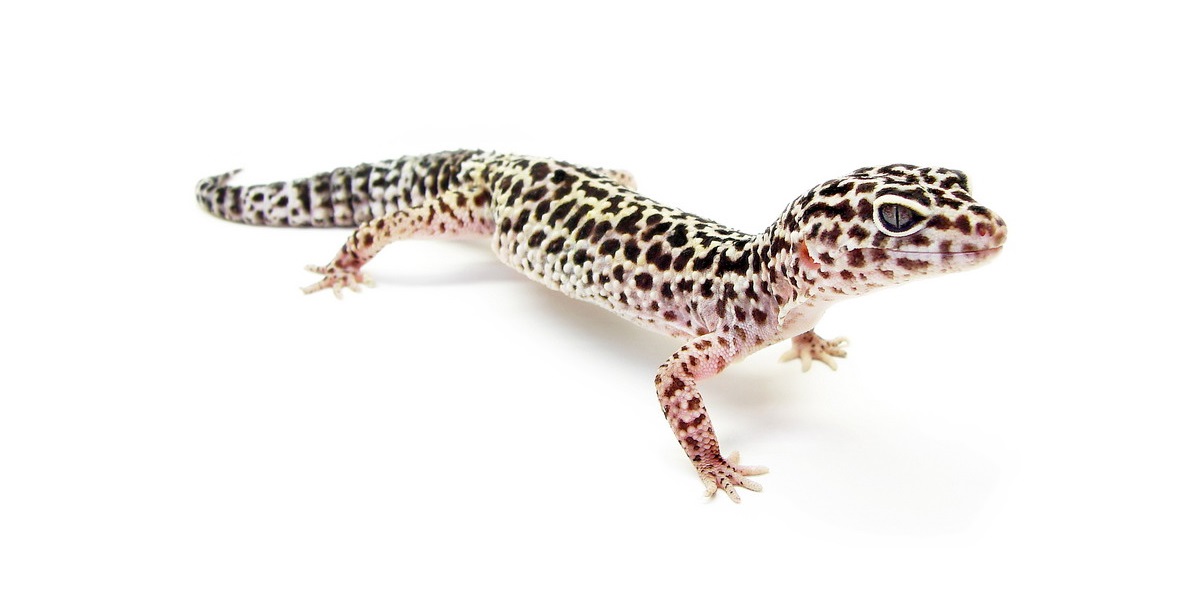 15-gecko-facts-for-kids