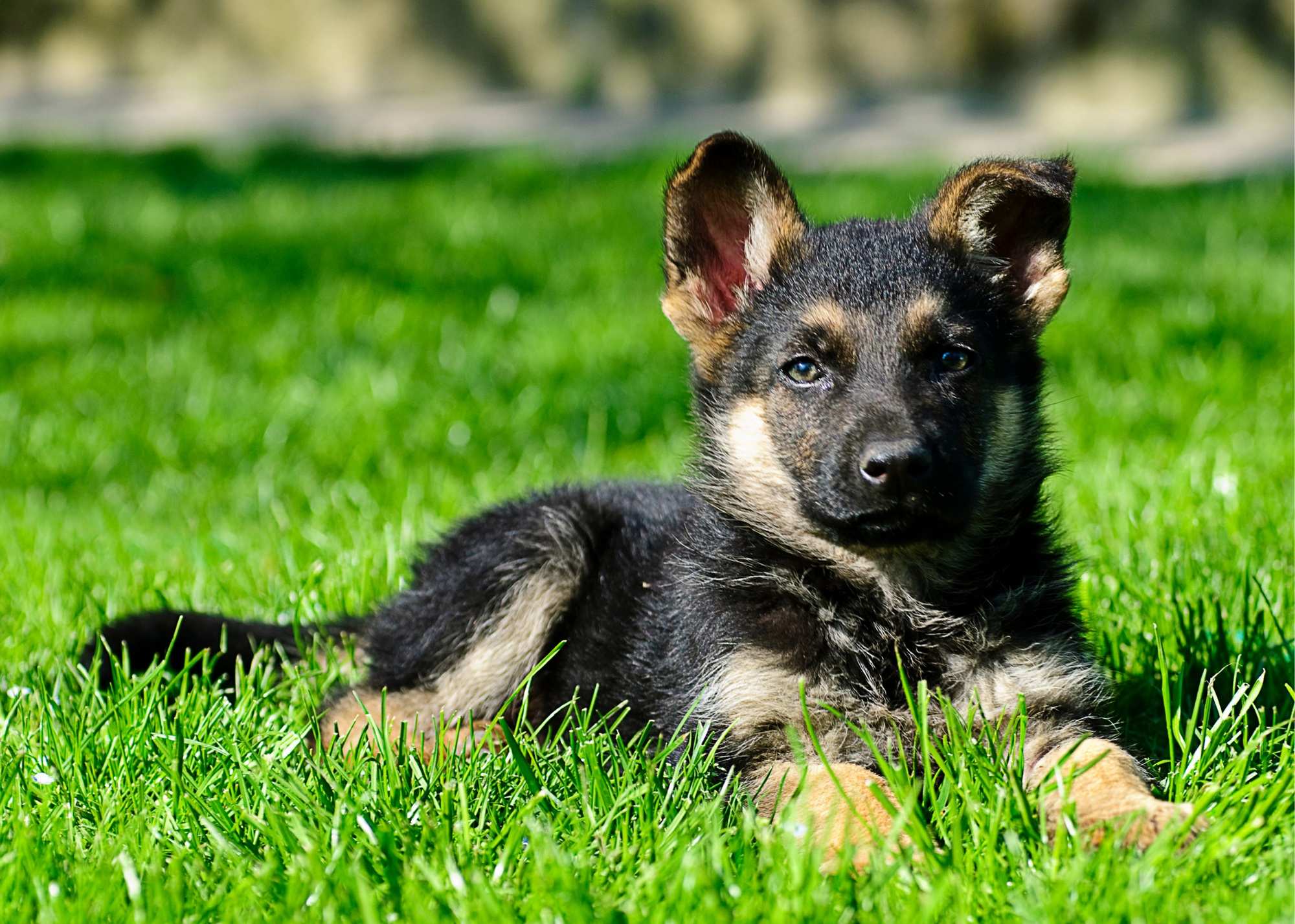 15 German Shepherd Puppies Facts - Facts.net