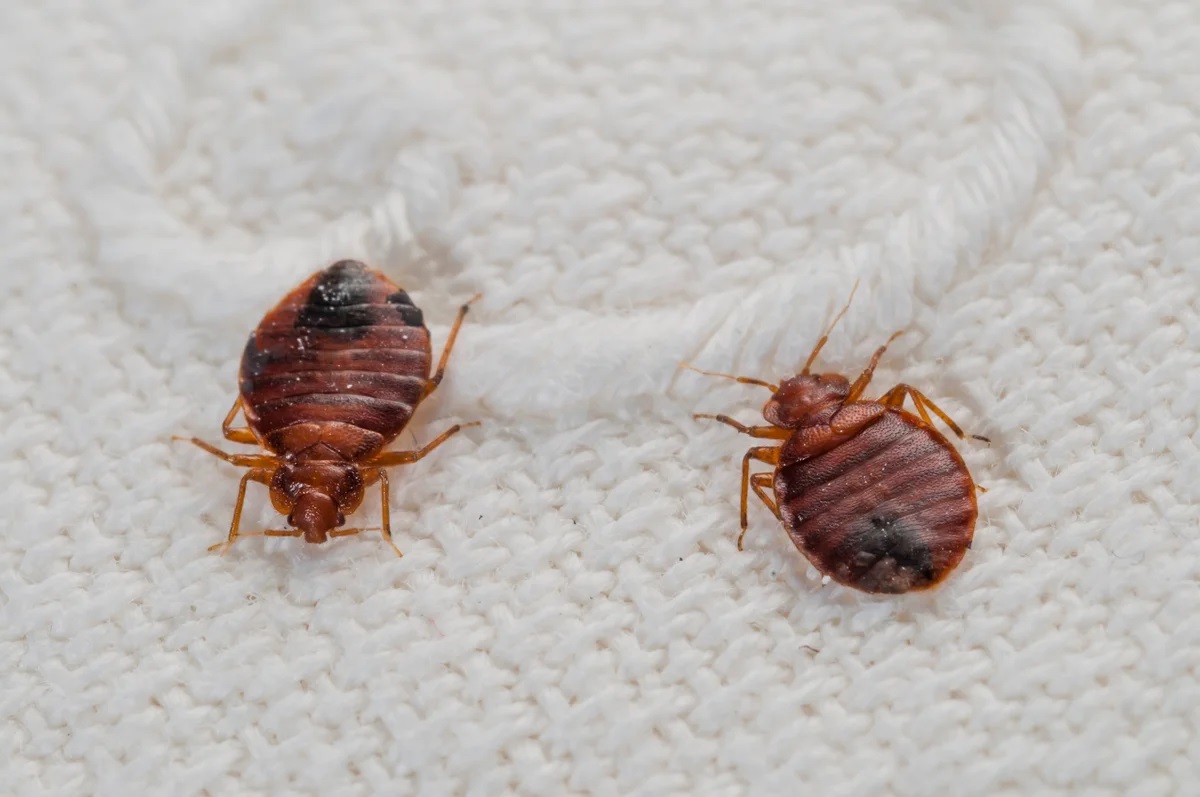 15-interesting-facts-about-bed-bugs