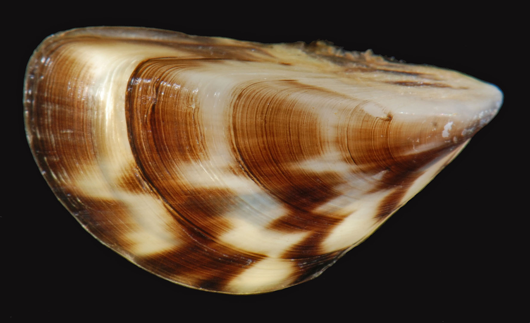 15-interesting-facts-about-zebra-mussels