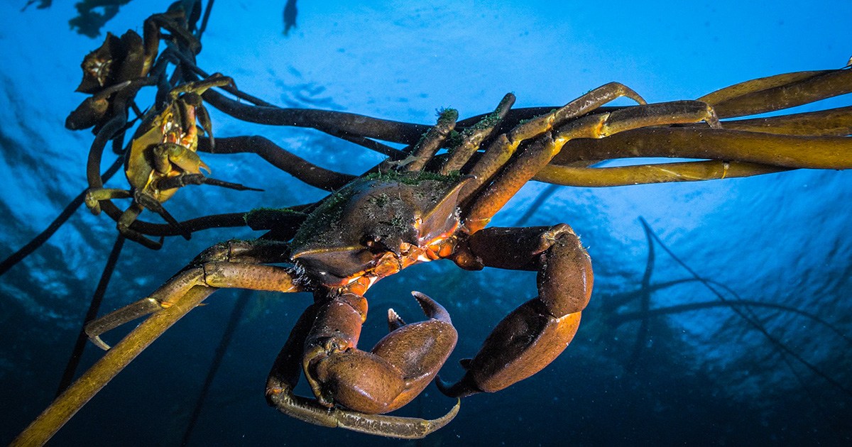 15-kelp-crab-facts