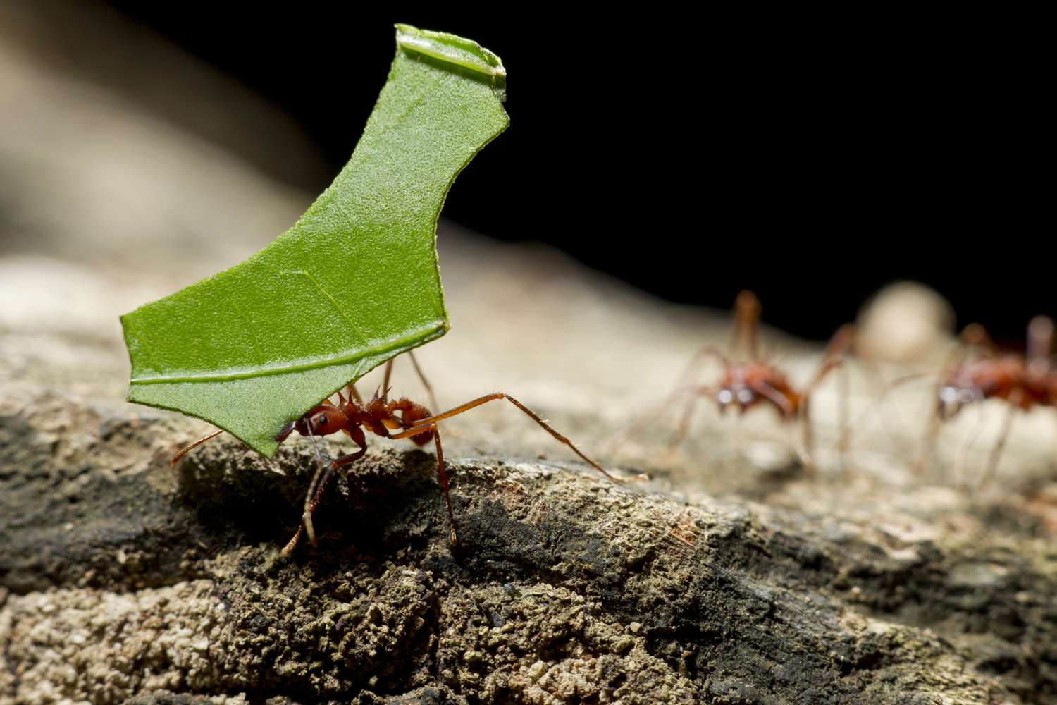 15-leafcutter-ant-facts