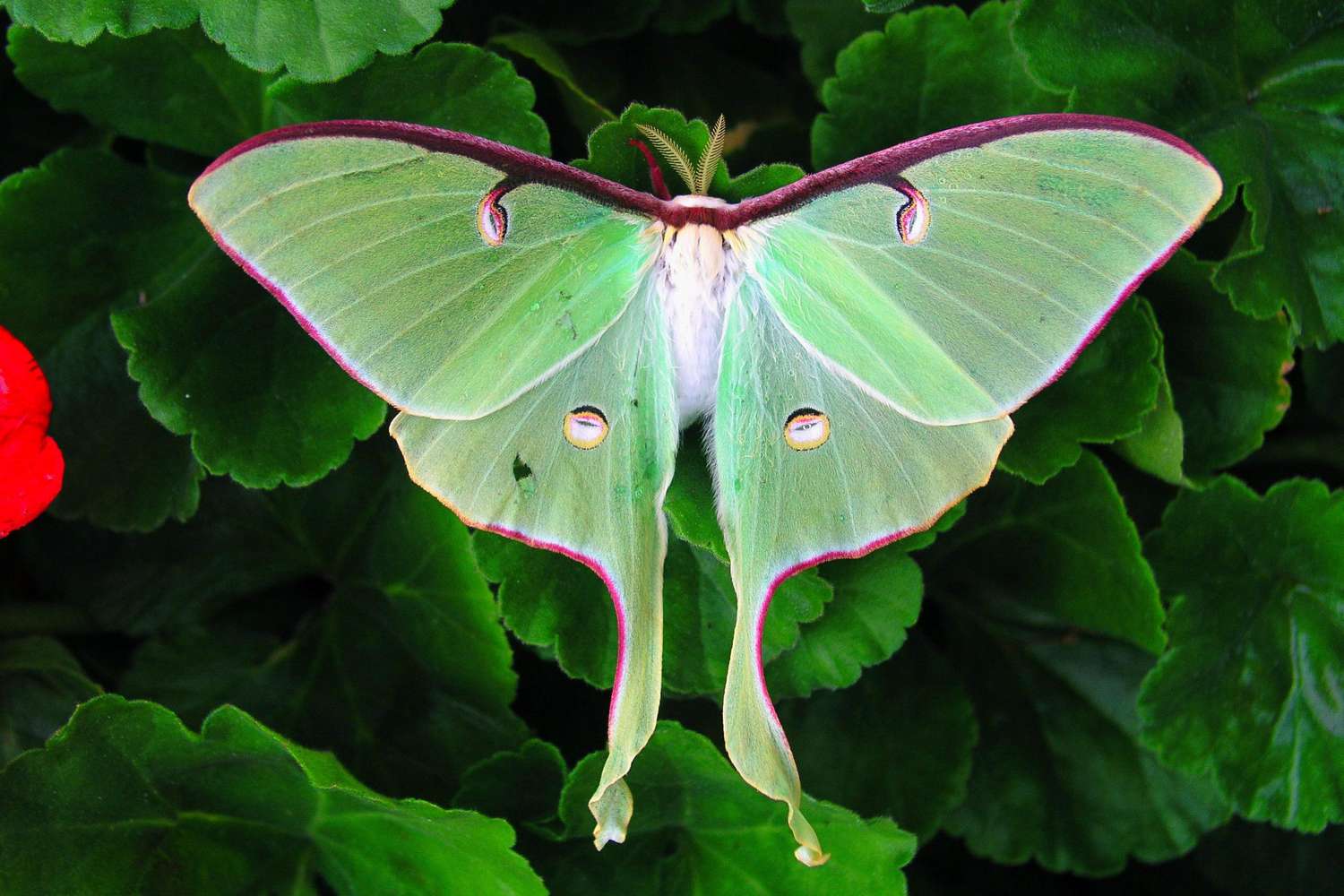 20 Facts About Gabriel Agreste/Hawk Moth (Miraculous: Tales Of Ladybug &  Cat Noir) 