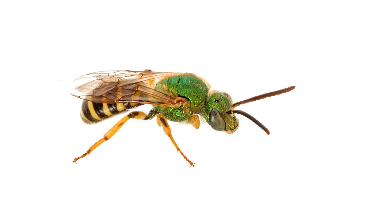 15-metallic-green-bee-facts