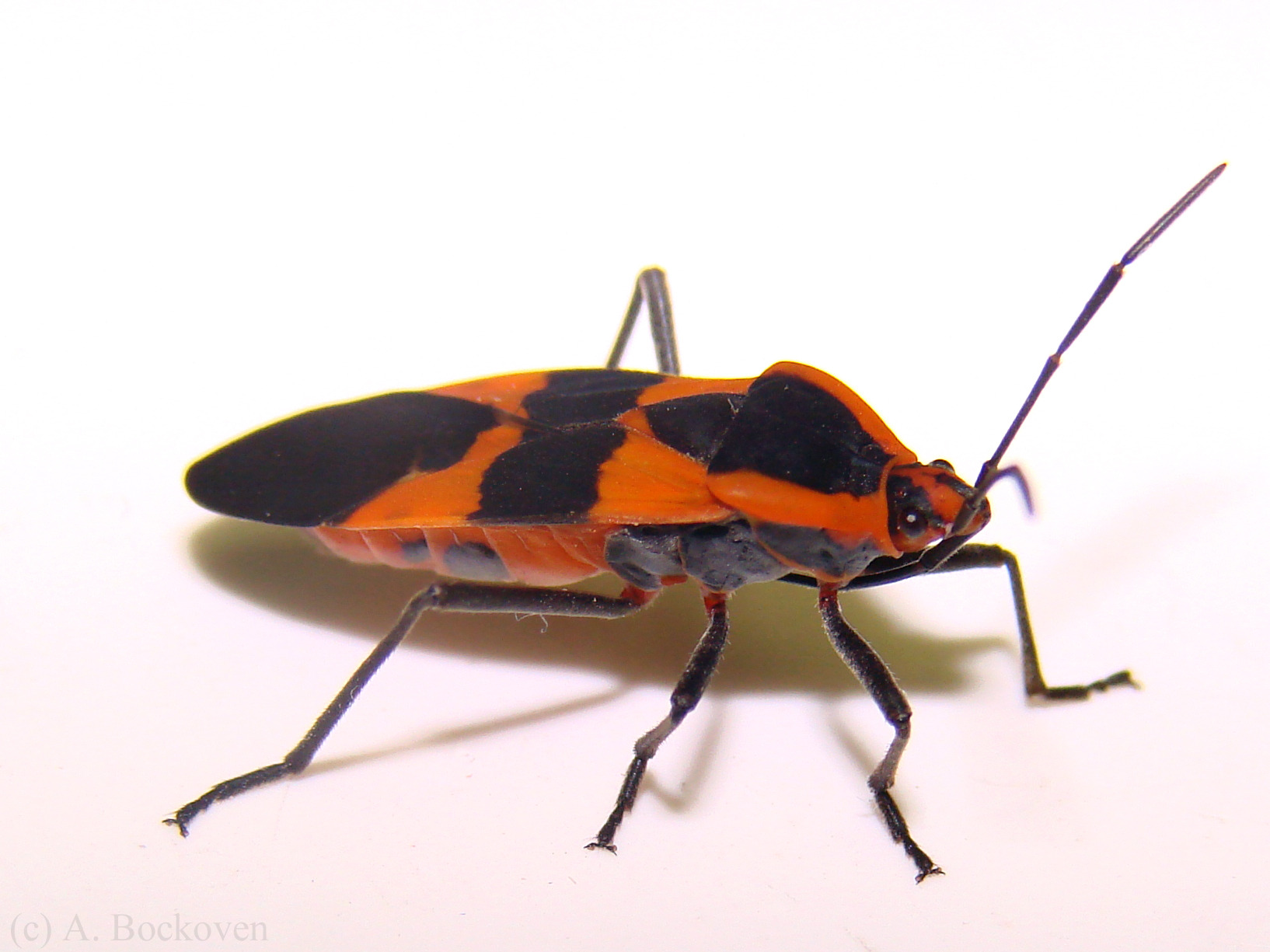 15-milkweed-beetle-facts