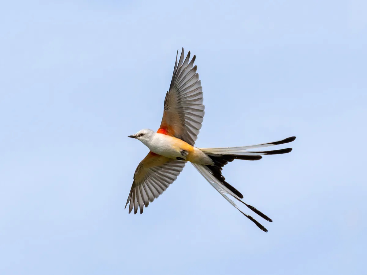 15-oklahoma-state-bird-facts