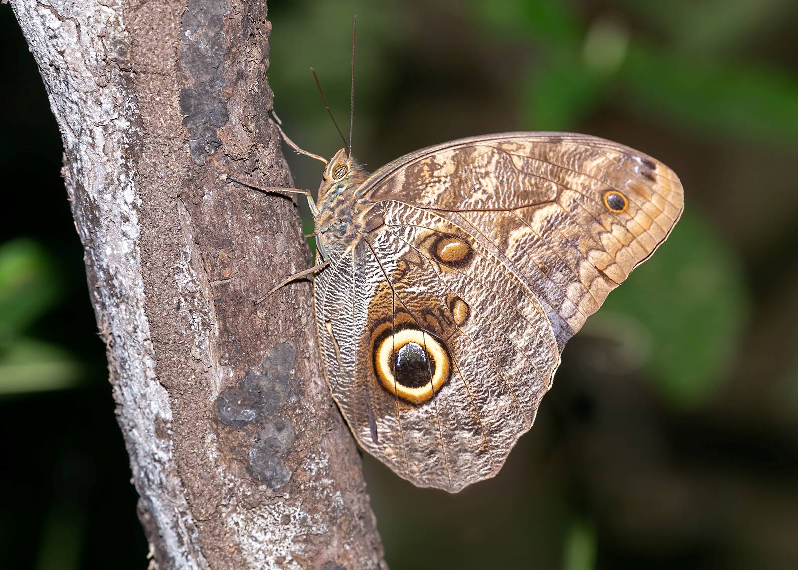 15-owl-butterfly-facts