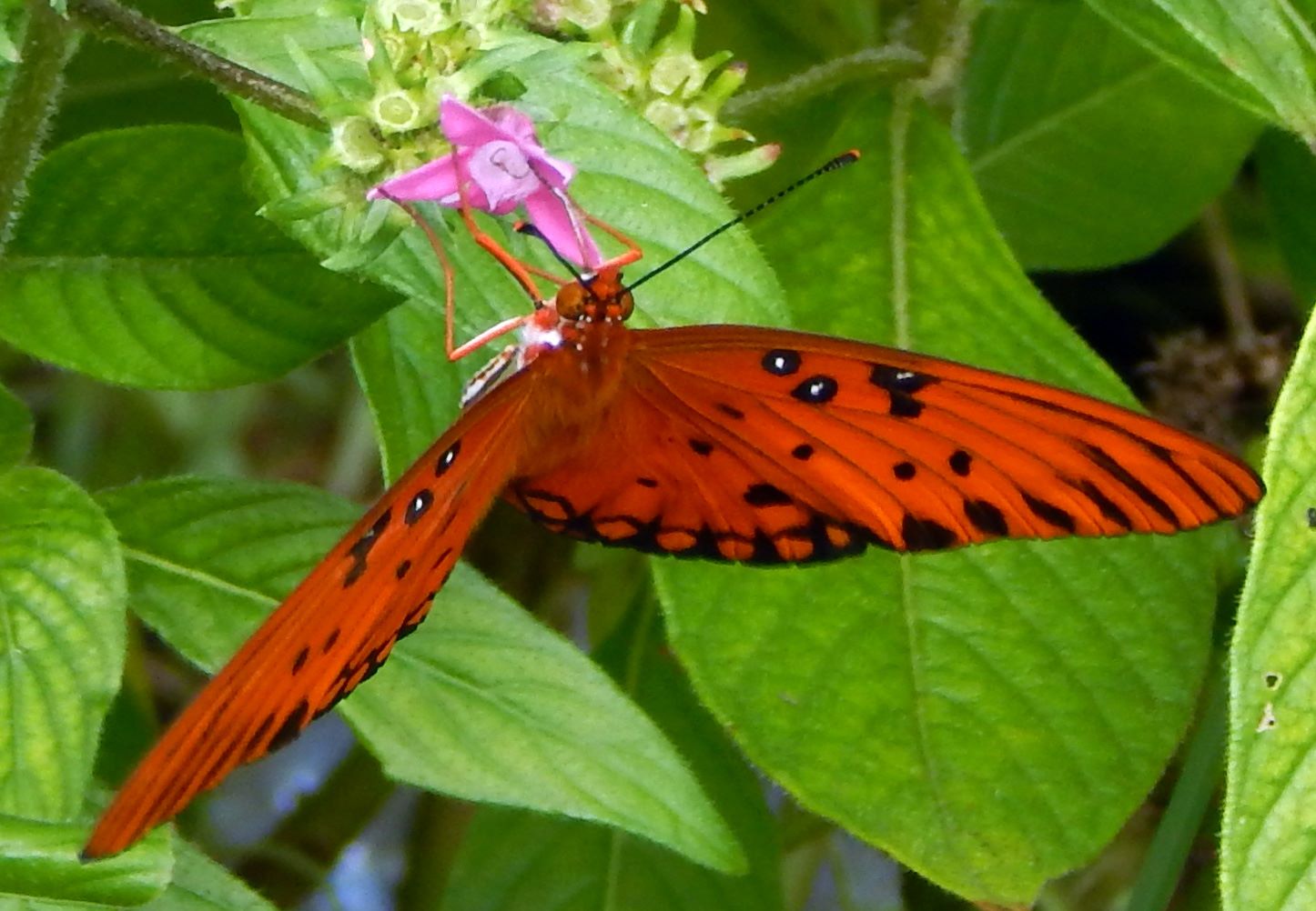 15-passion-vine-butterfly-facts