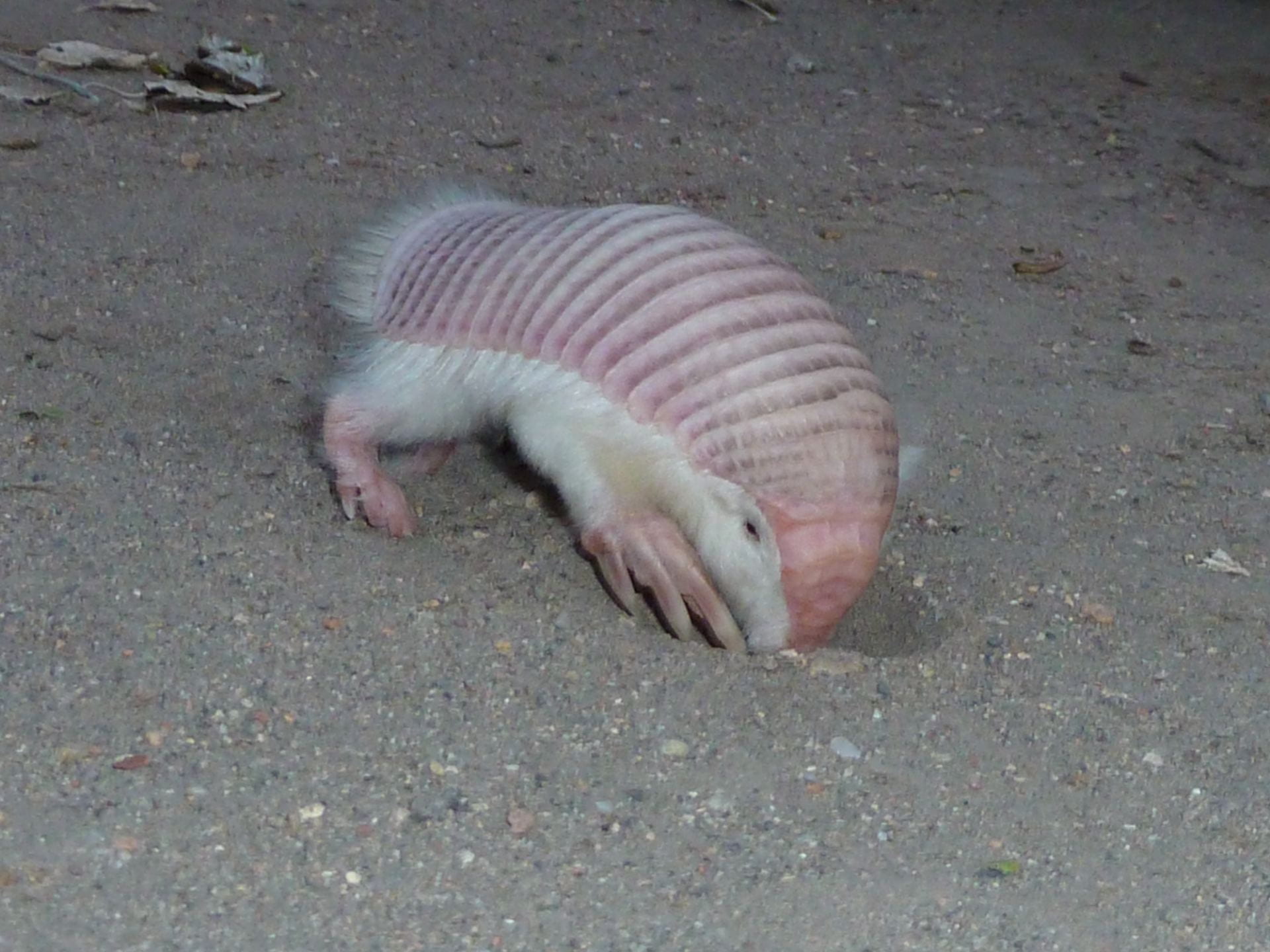 15 Pink Fairy Armadillo Fun Facts - Facts.net
