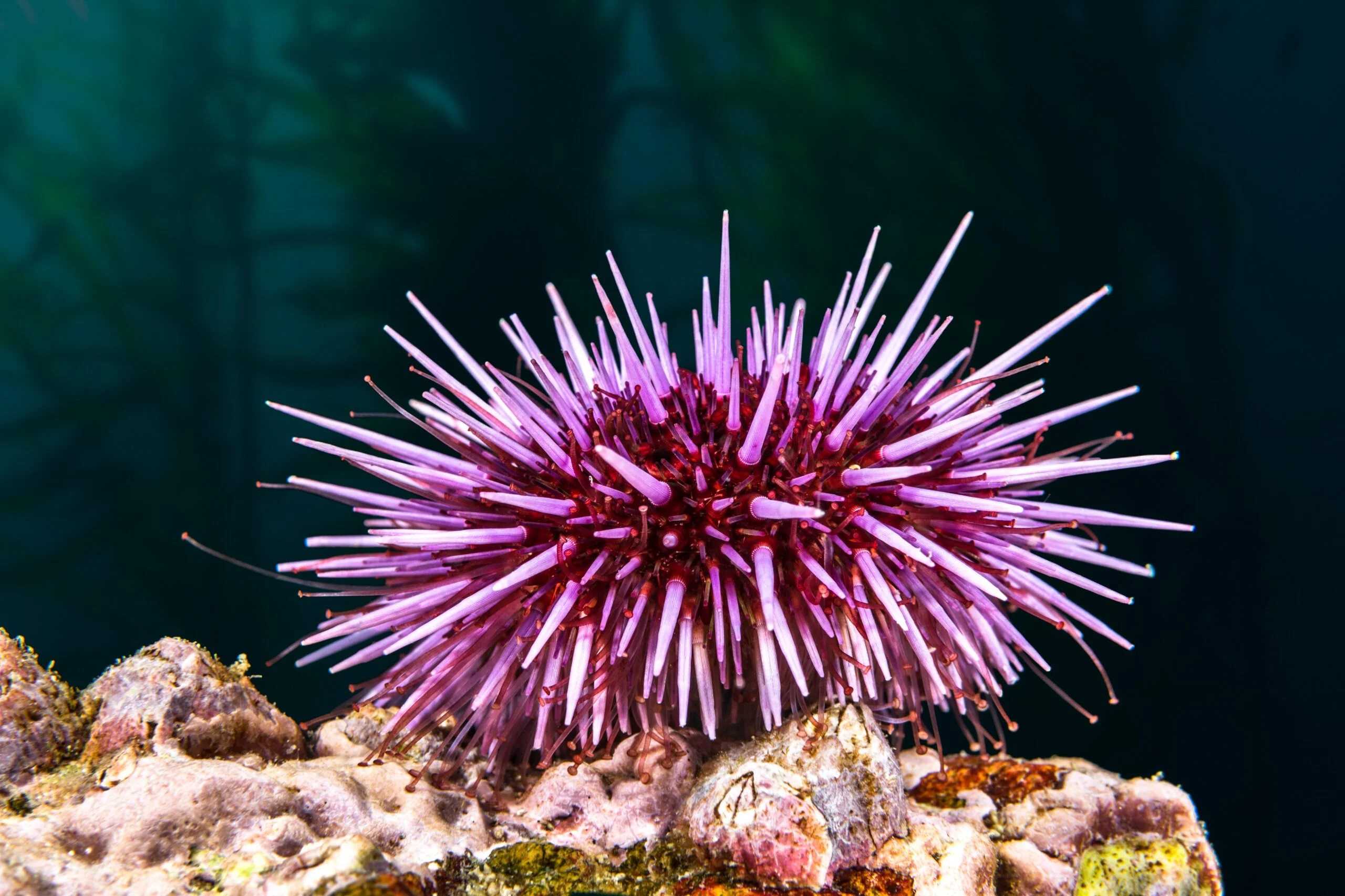 15-purple-sea-urchins-facts