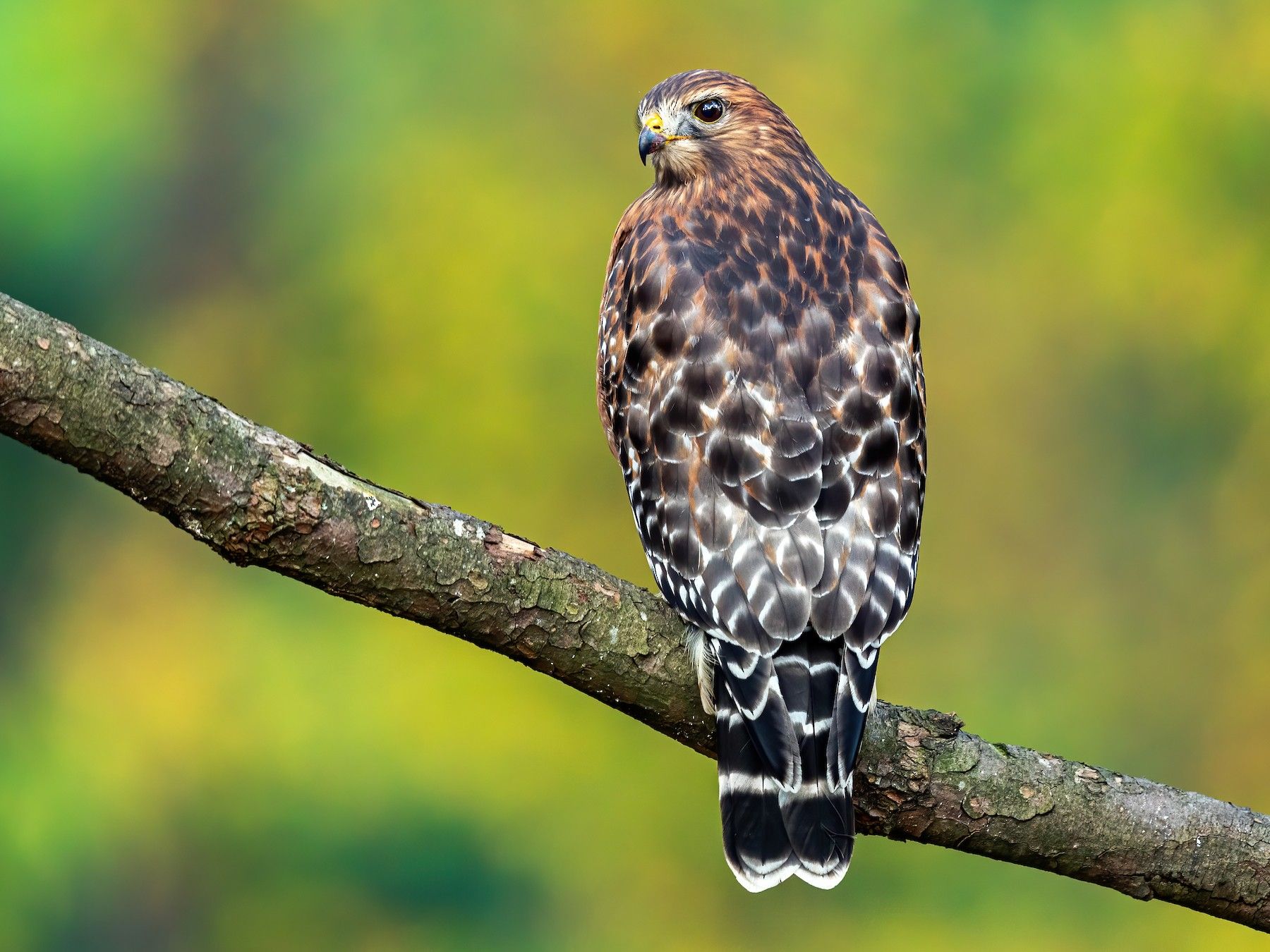 15-red-shouldered-hawk-fun-facts