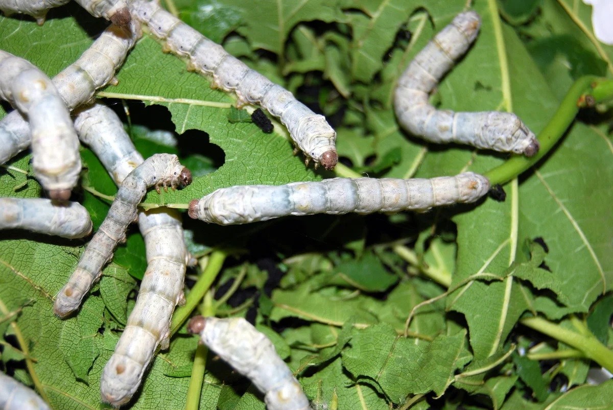 15-silkworms-facts-for-kids