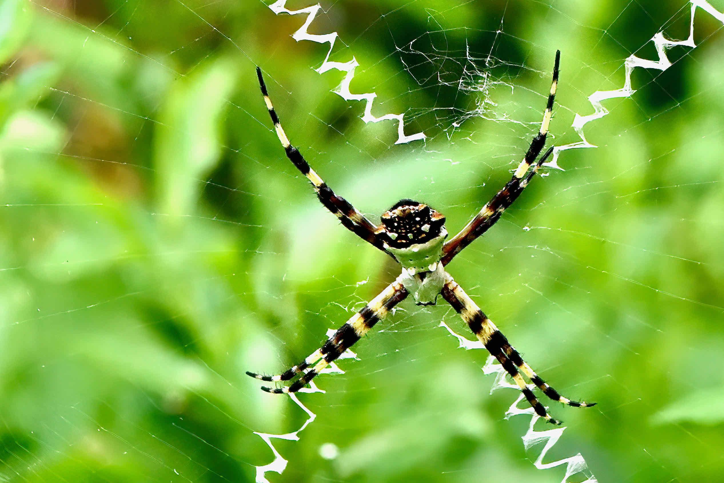 15-silver-argiope-spider-facts