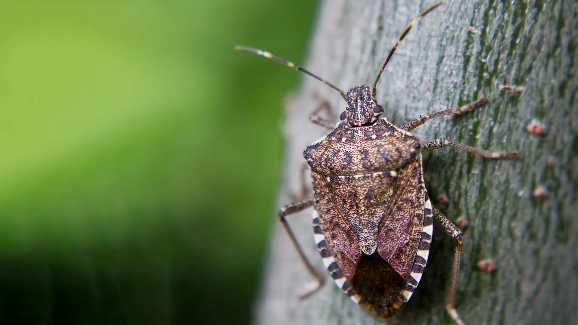 15-stink-bugs-facts-for-kids