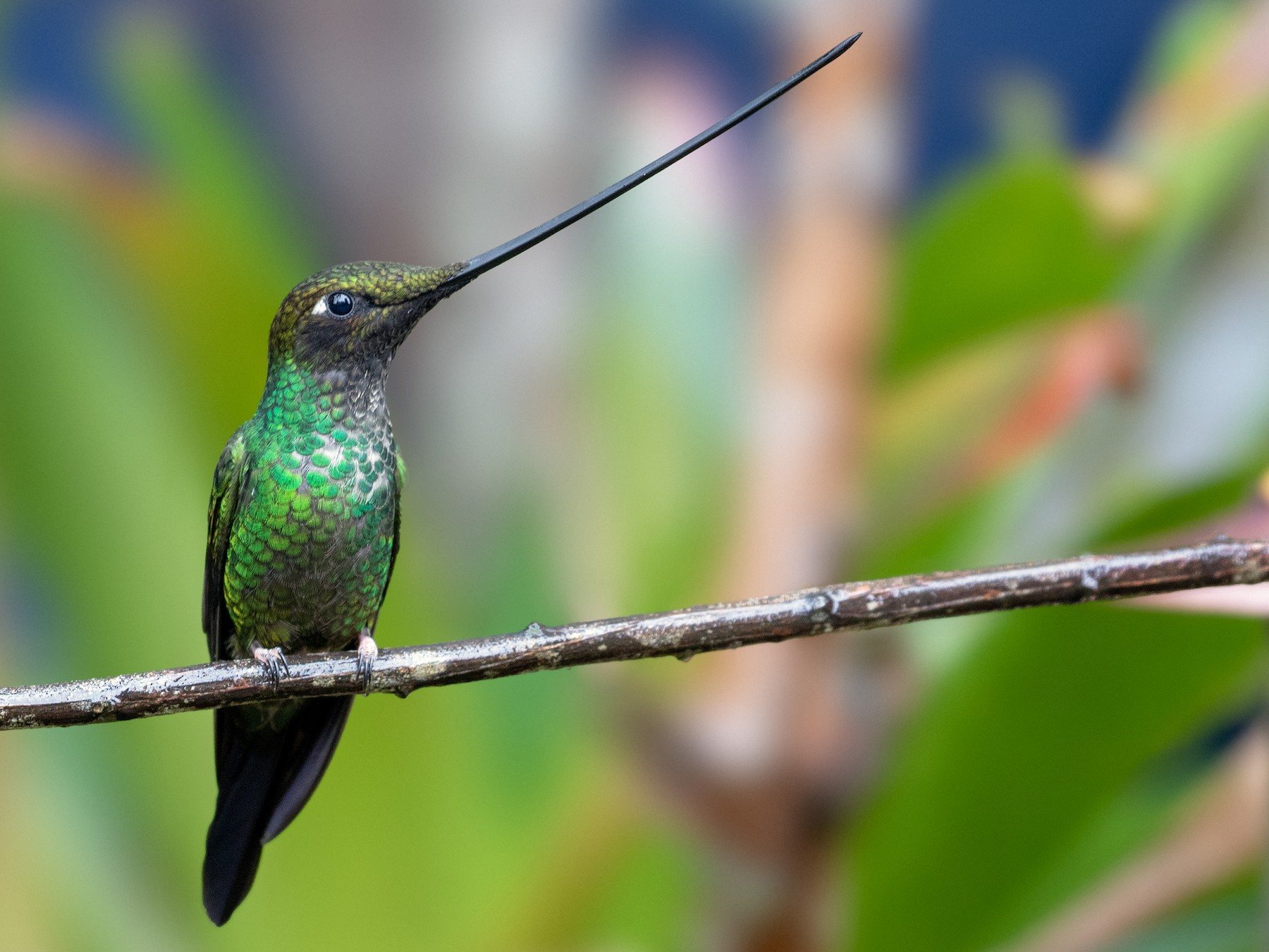 15-sword-billed-hummingbird-facts