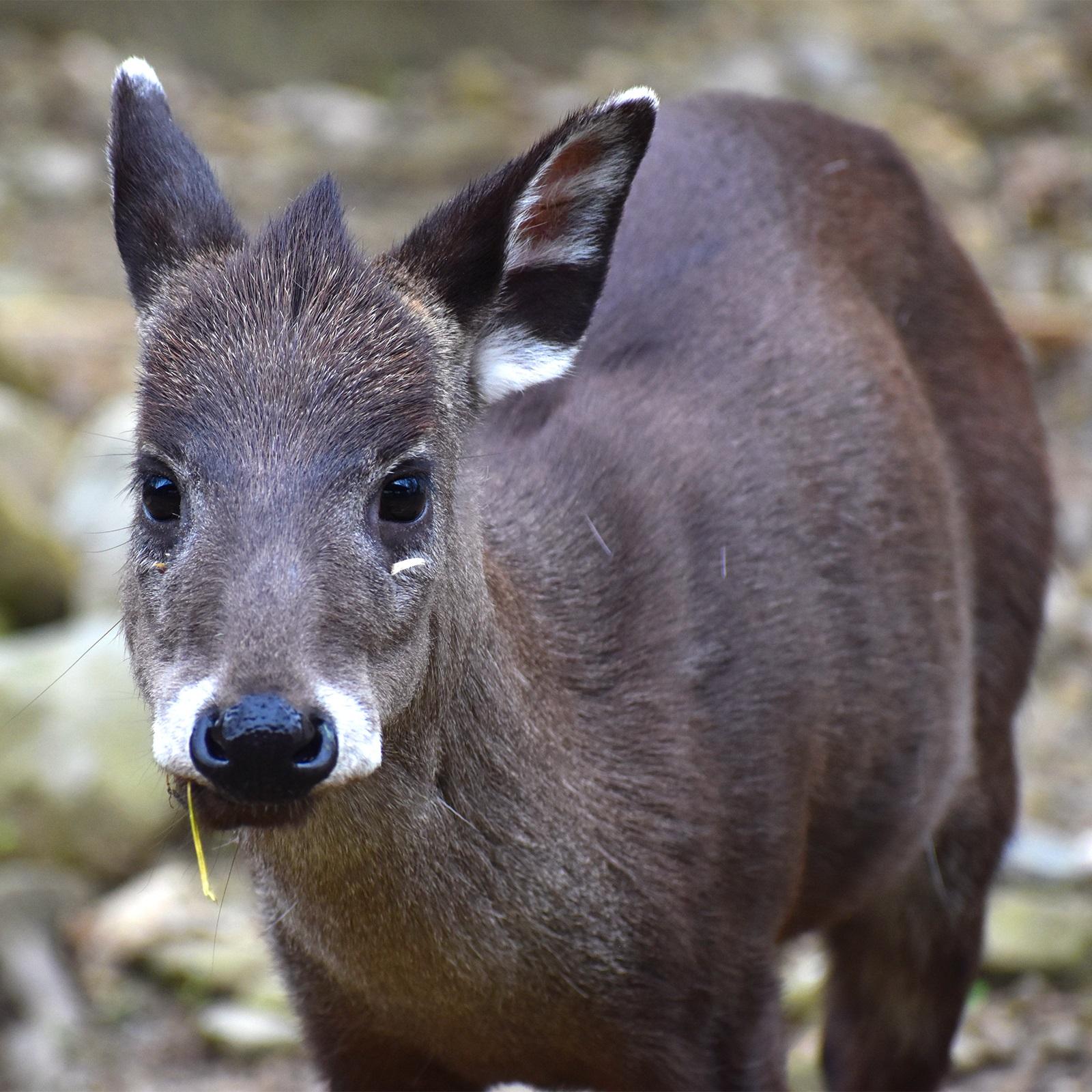 15-tufted-deer-facts
