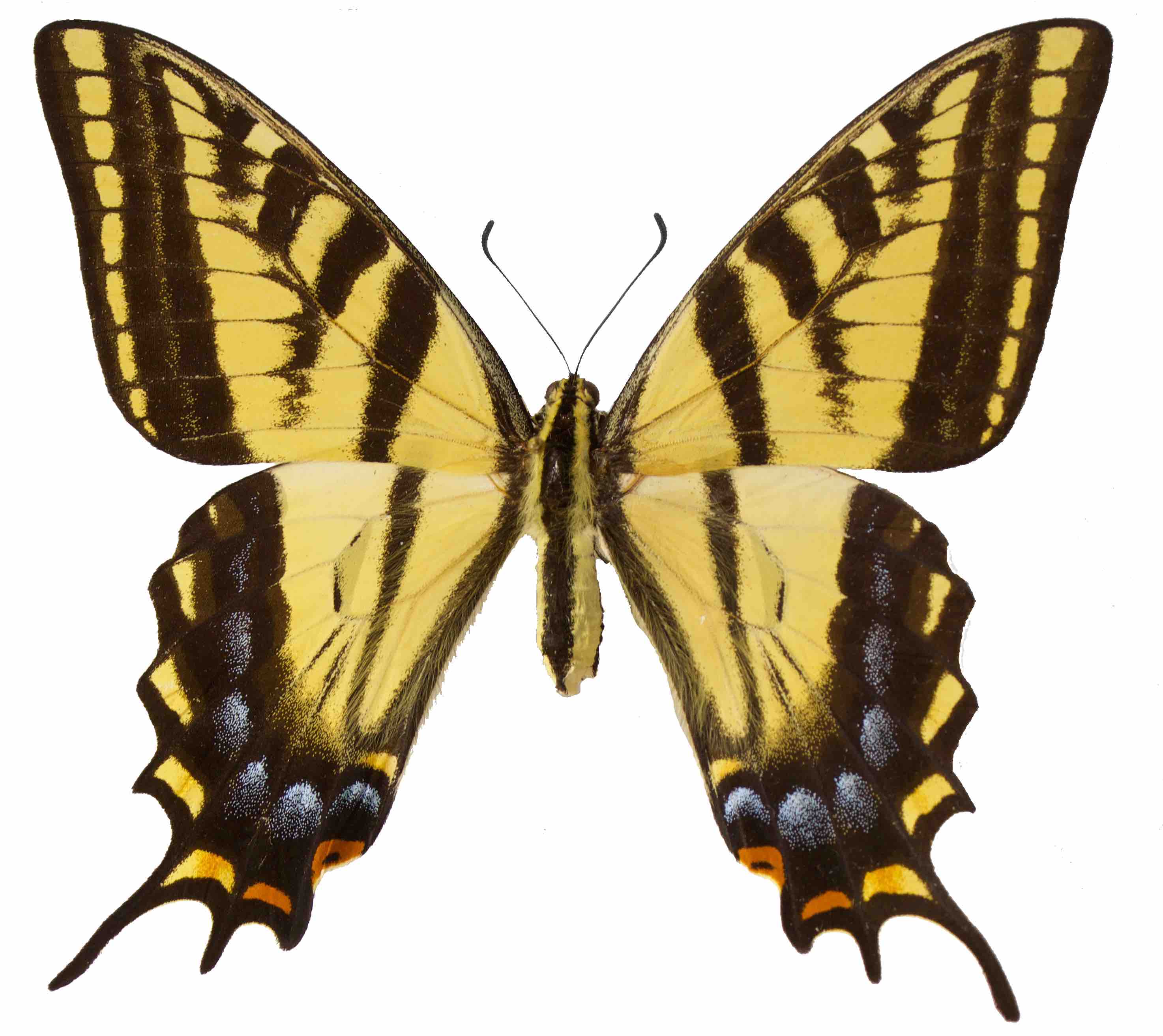 15-two-tailed-swallowtail-butterfly-facts
