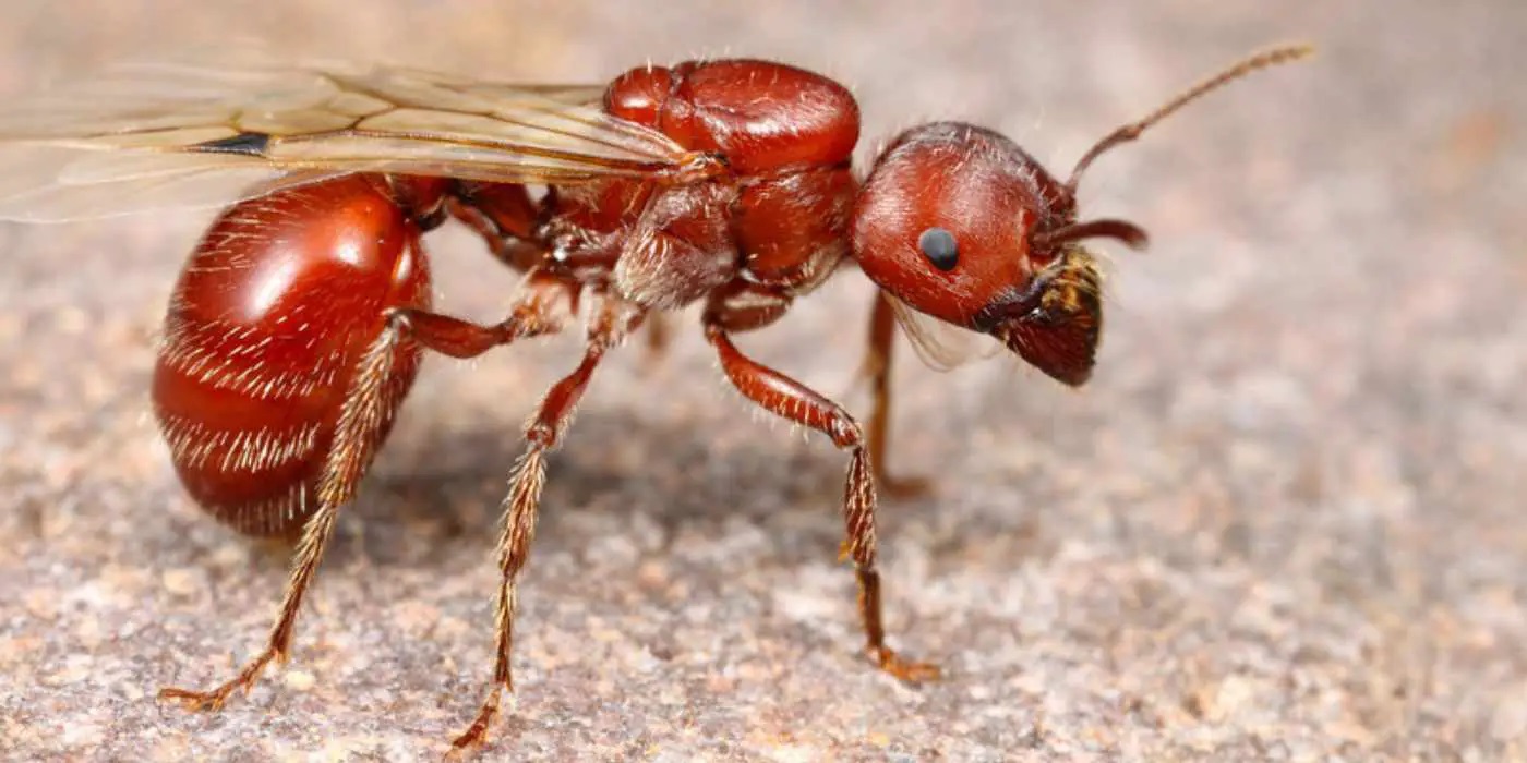 15-western-harvester-ants-facts