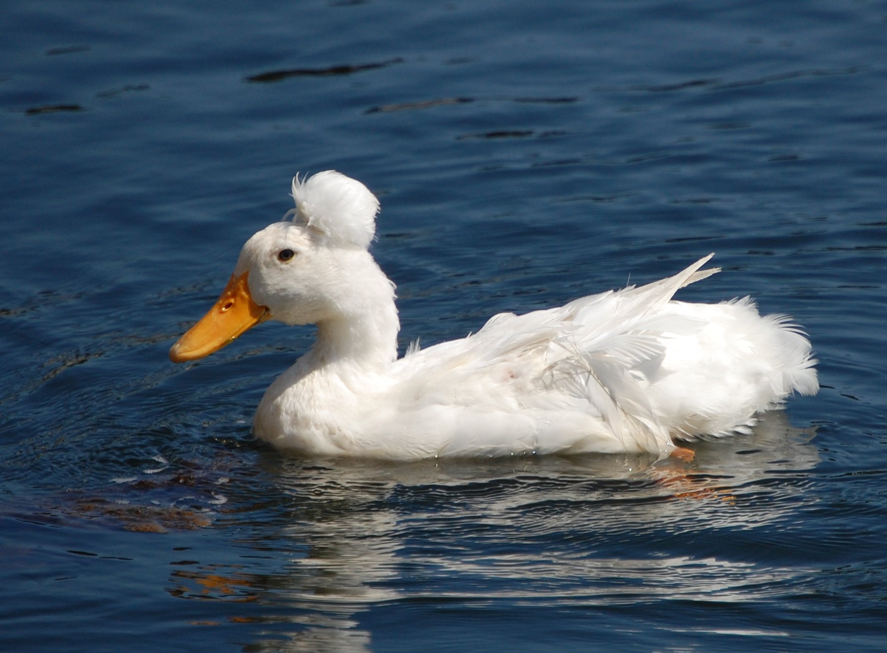 15-white-crested-duck-facts