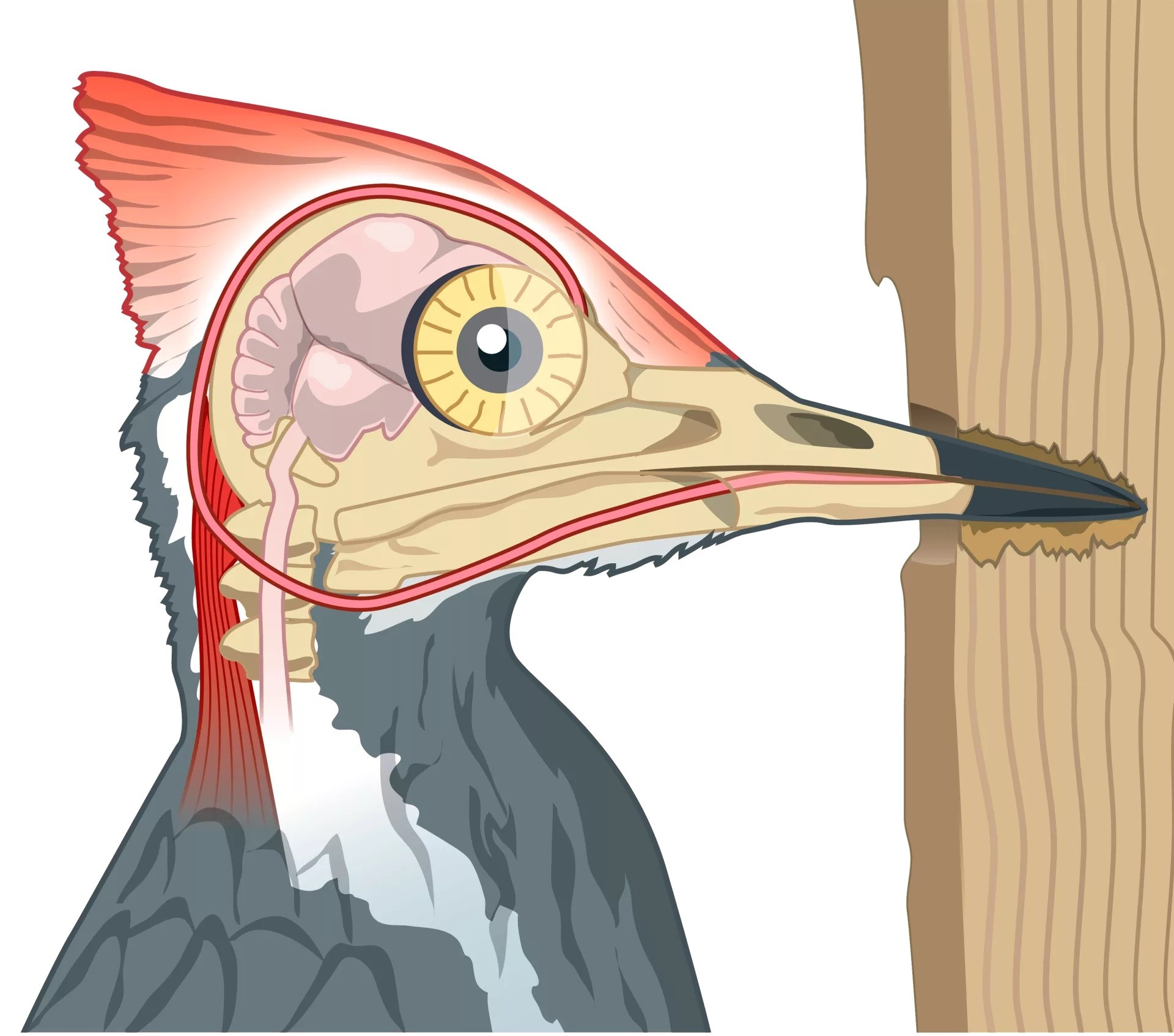 15-woodpecker-beak-facts