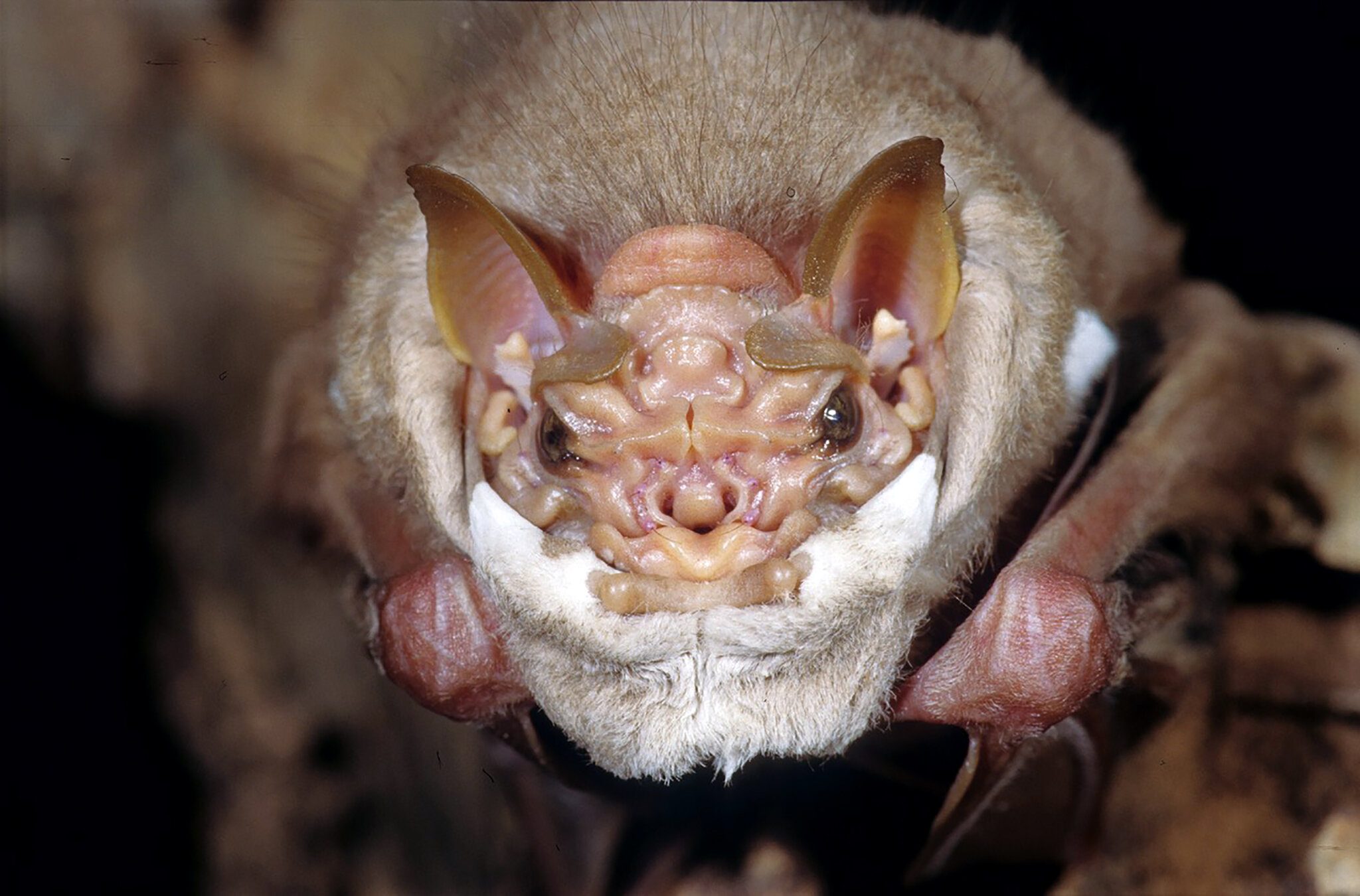 15-wrinkle-faced-bat-facts
