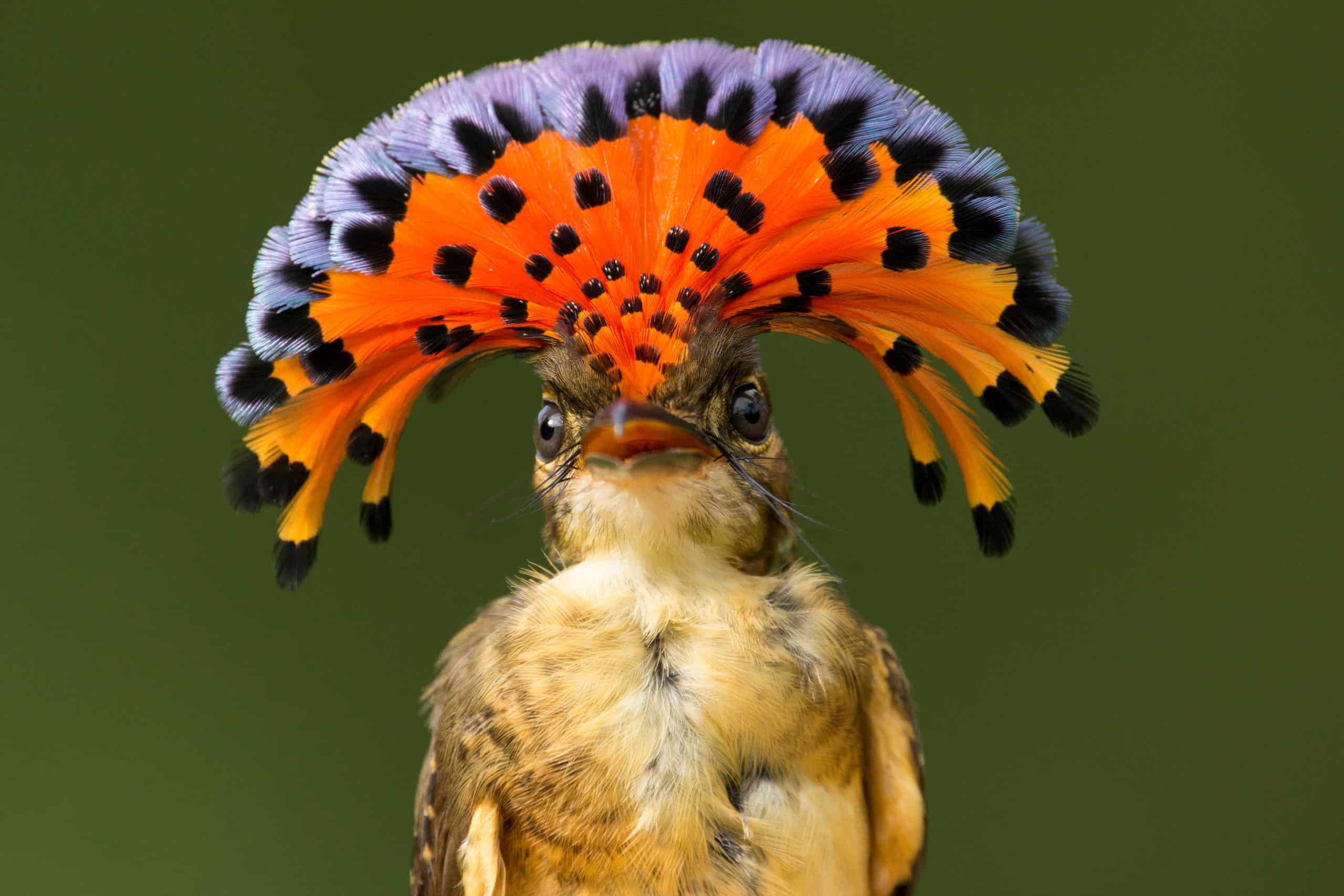18-amazonian-royal-flycatcher-facts