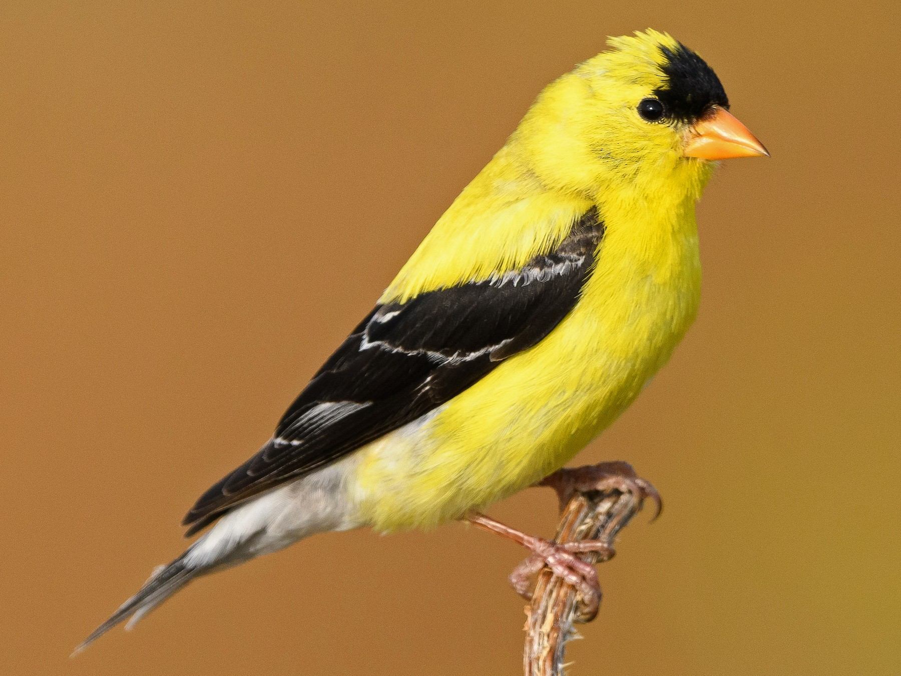 18-american-goldfinch-fun-facts