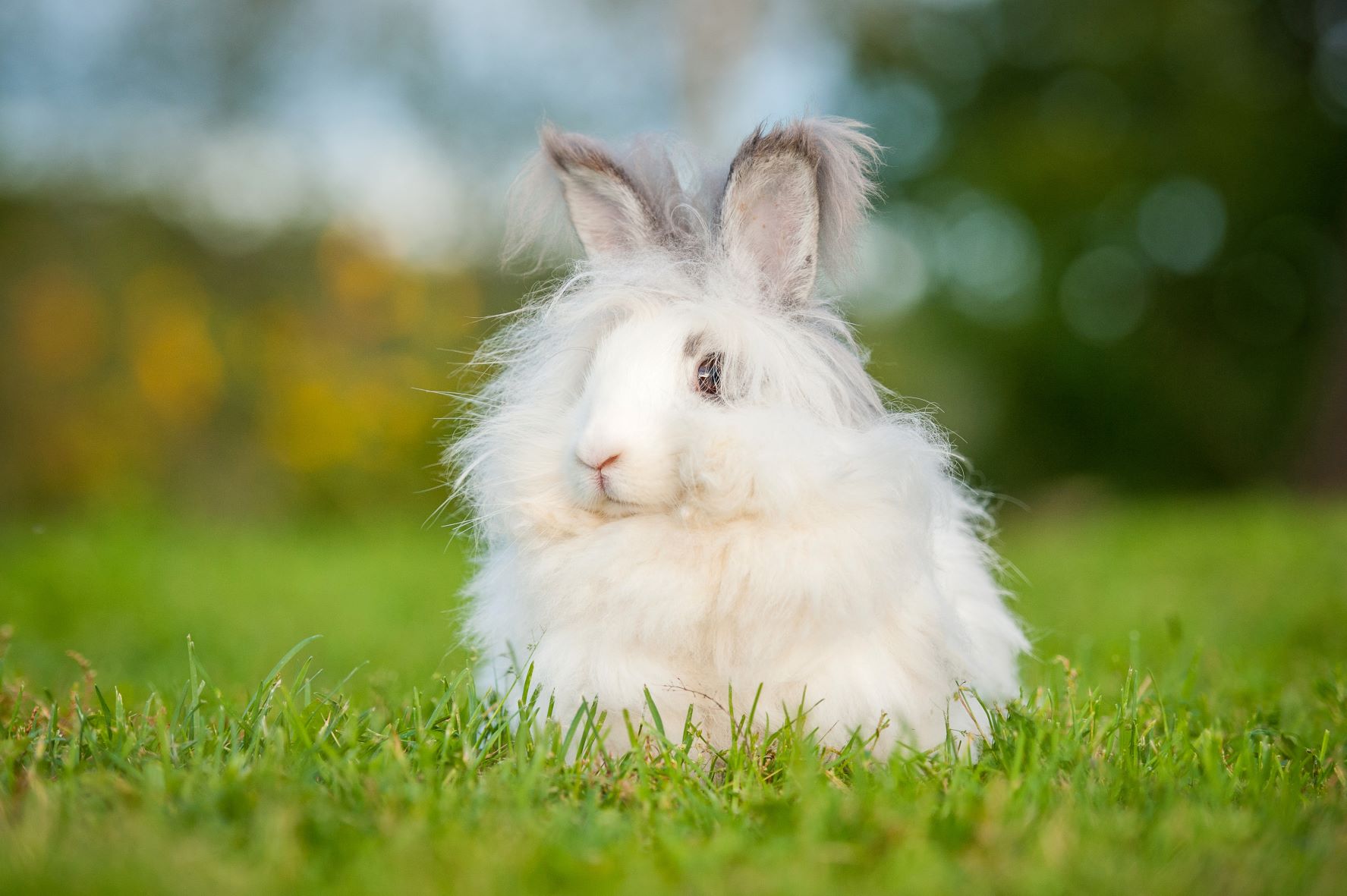 18-angora-rabbit-facts