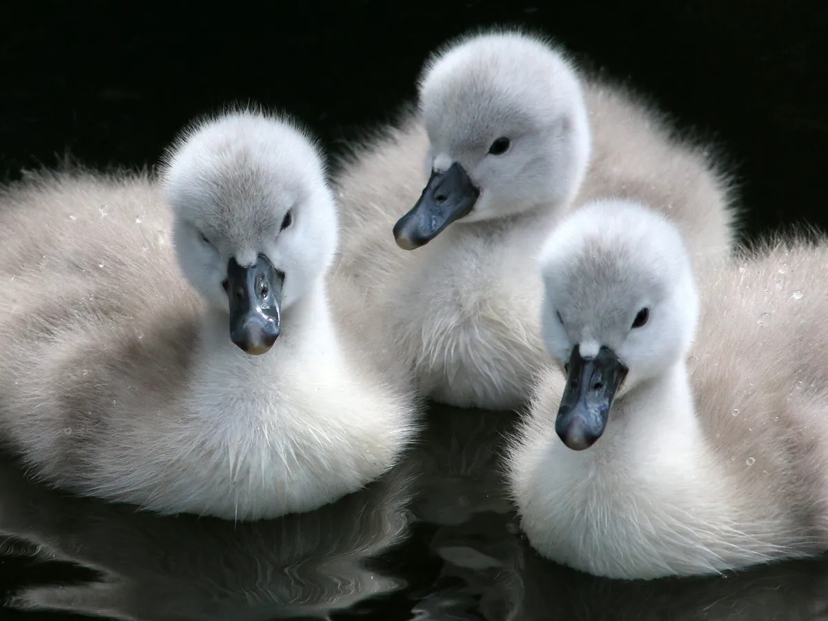 18-baby-swans-facts