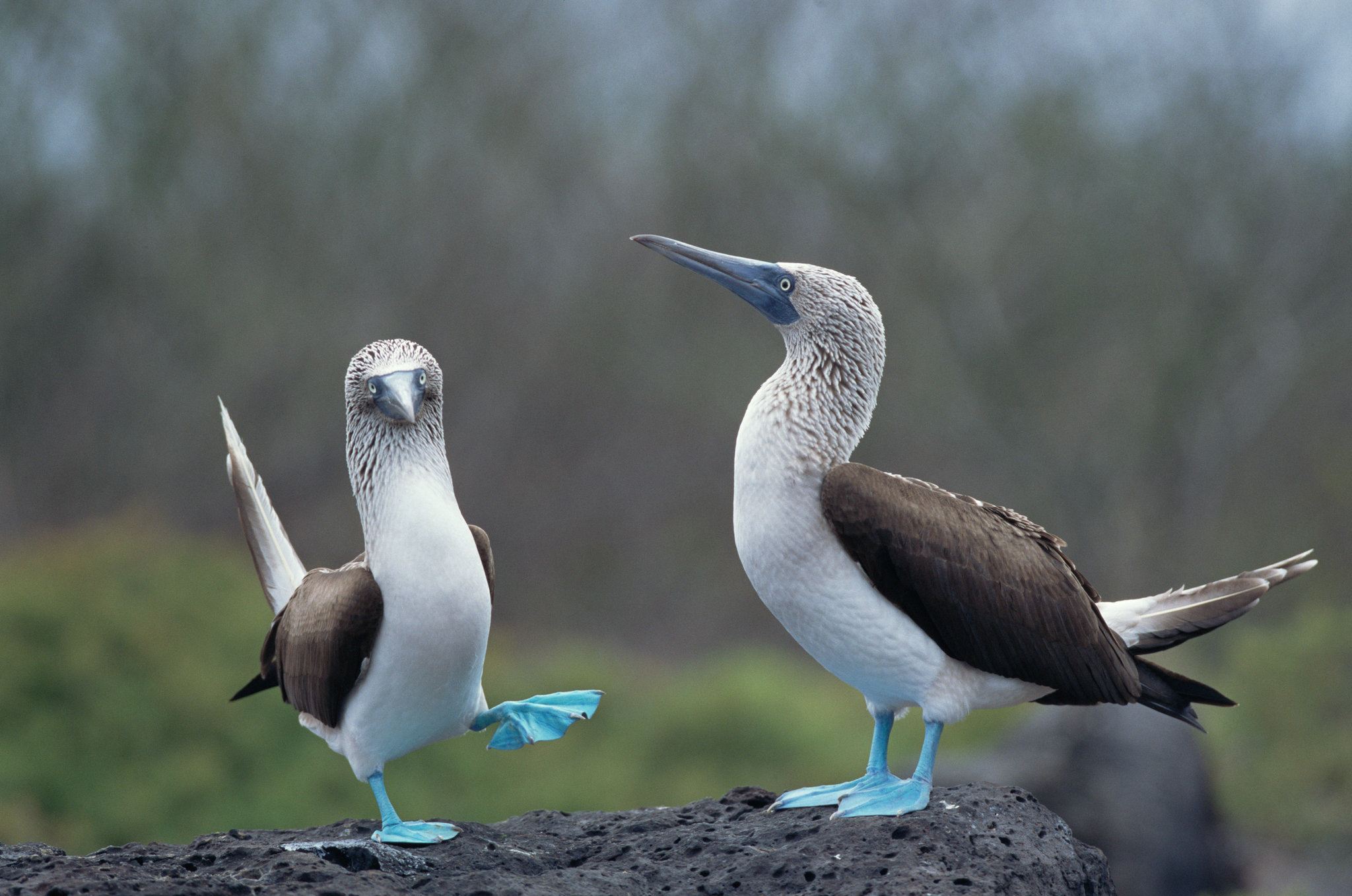 18-blue-footed-bird-interesting-facts