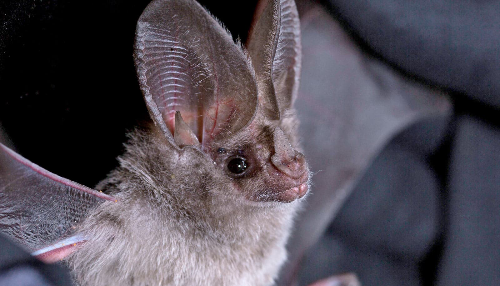 18-california-leaf-nosed-bat-facts