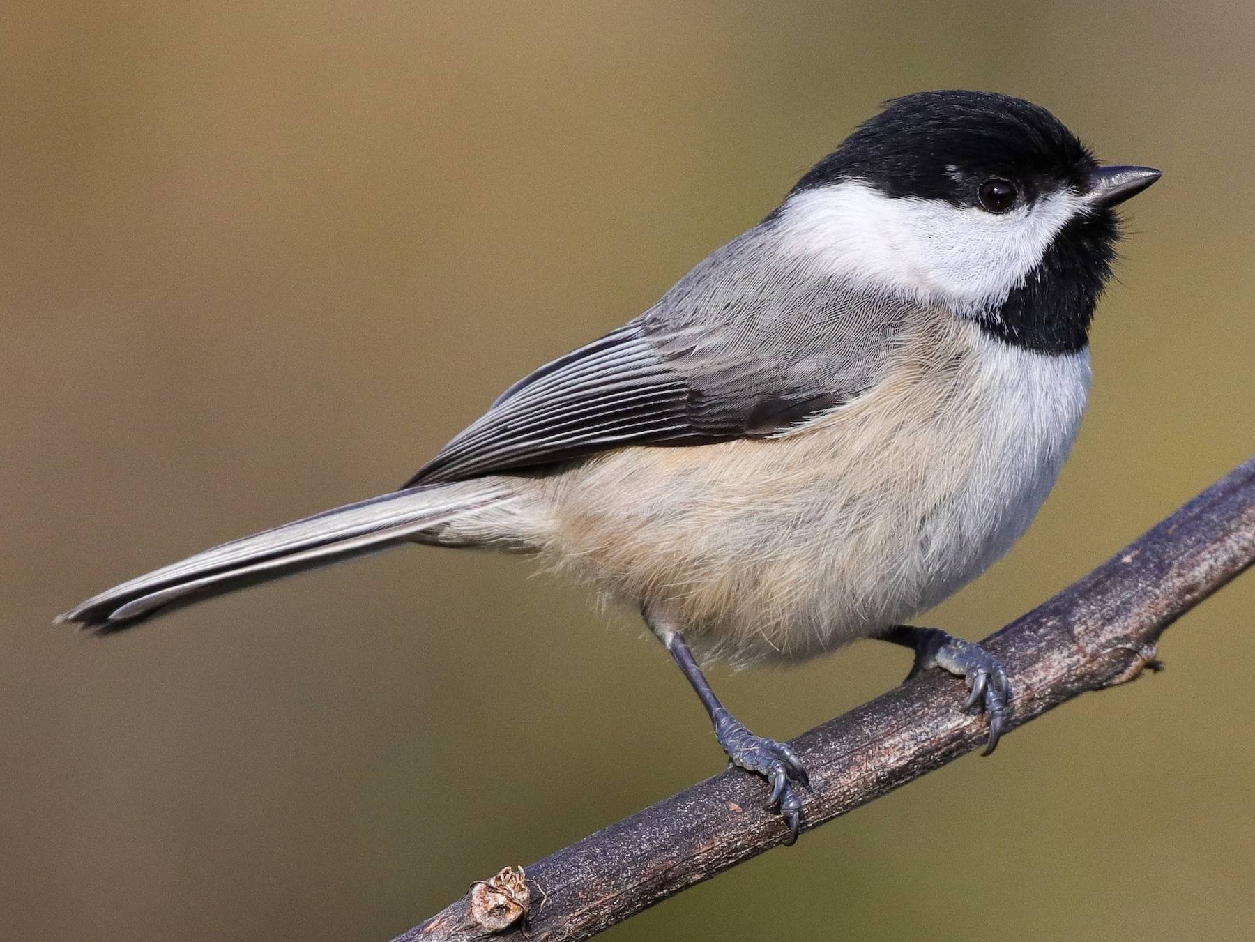 18-chickadee-facts-for-kids