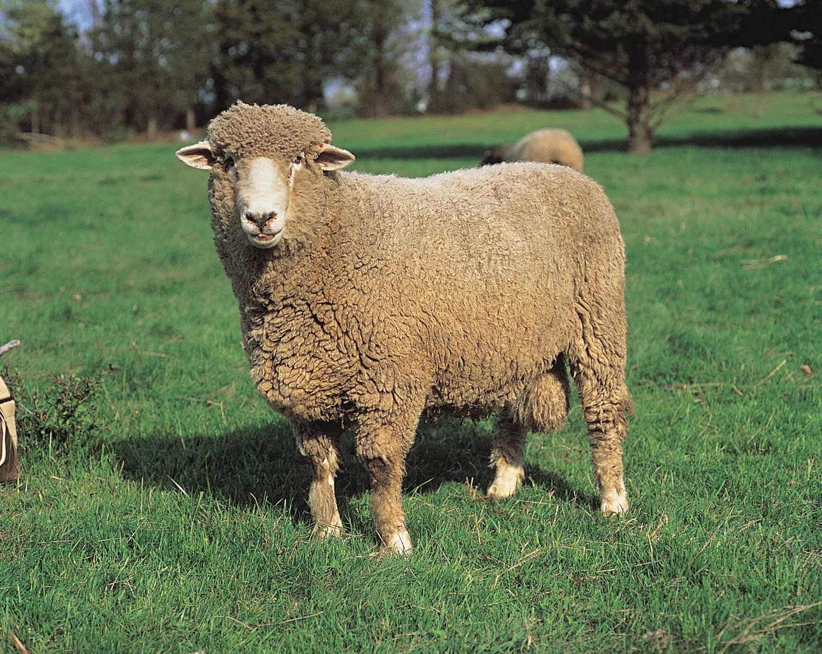 18-corriedale-sheep-facts