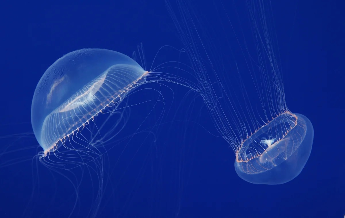 18 Crystal Jellyfish Facts 